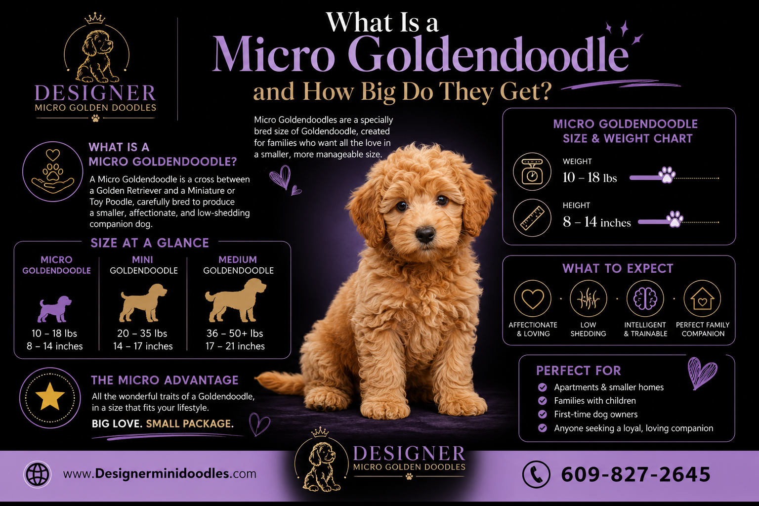 how big is a Micro goldendoodle?