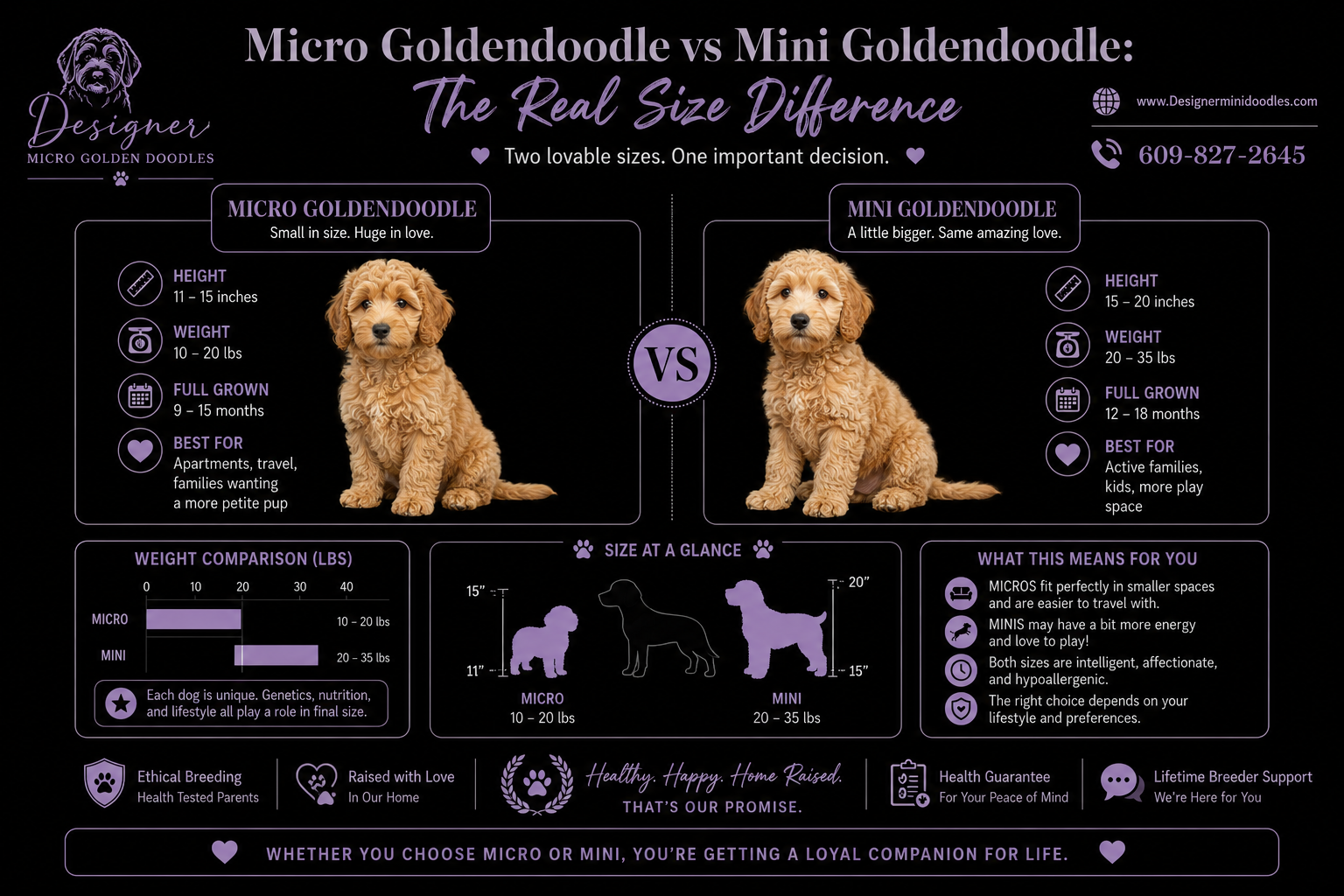 Micro goldendoodle size