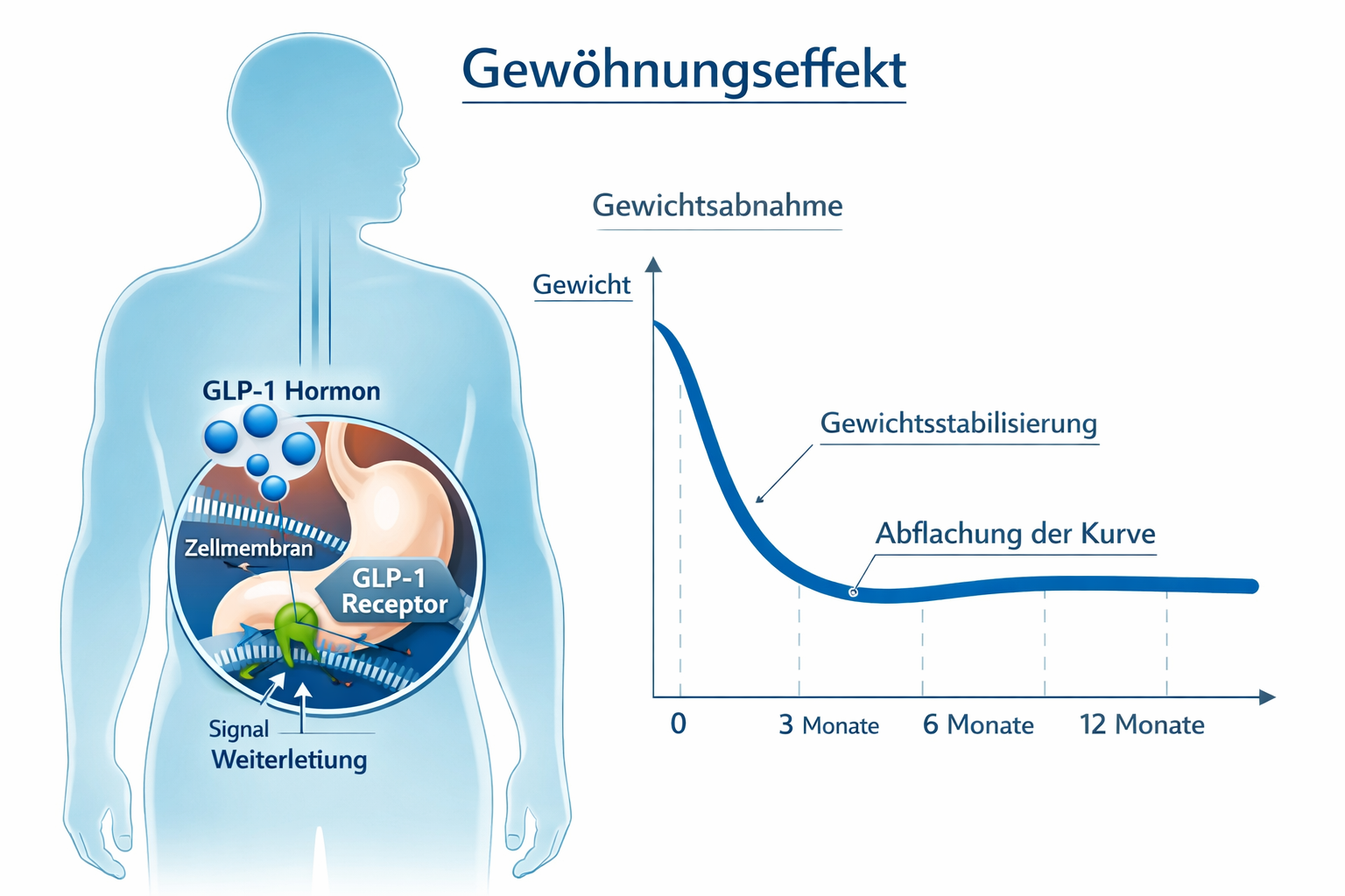 () medical illustration showing a human silhouette with a GLP-1 receptor diagram highlighted in the stomach area, with