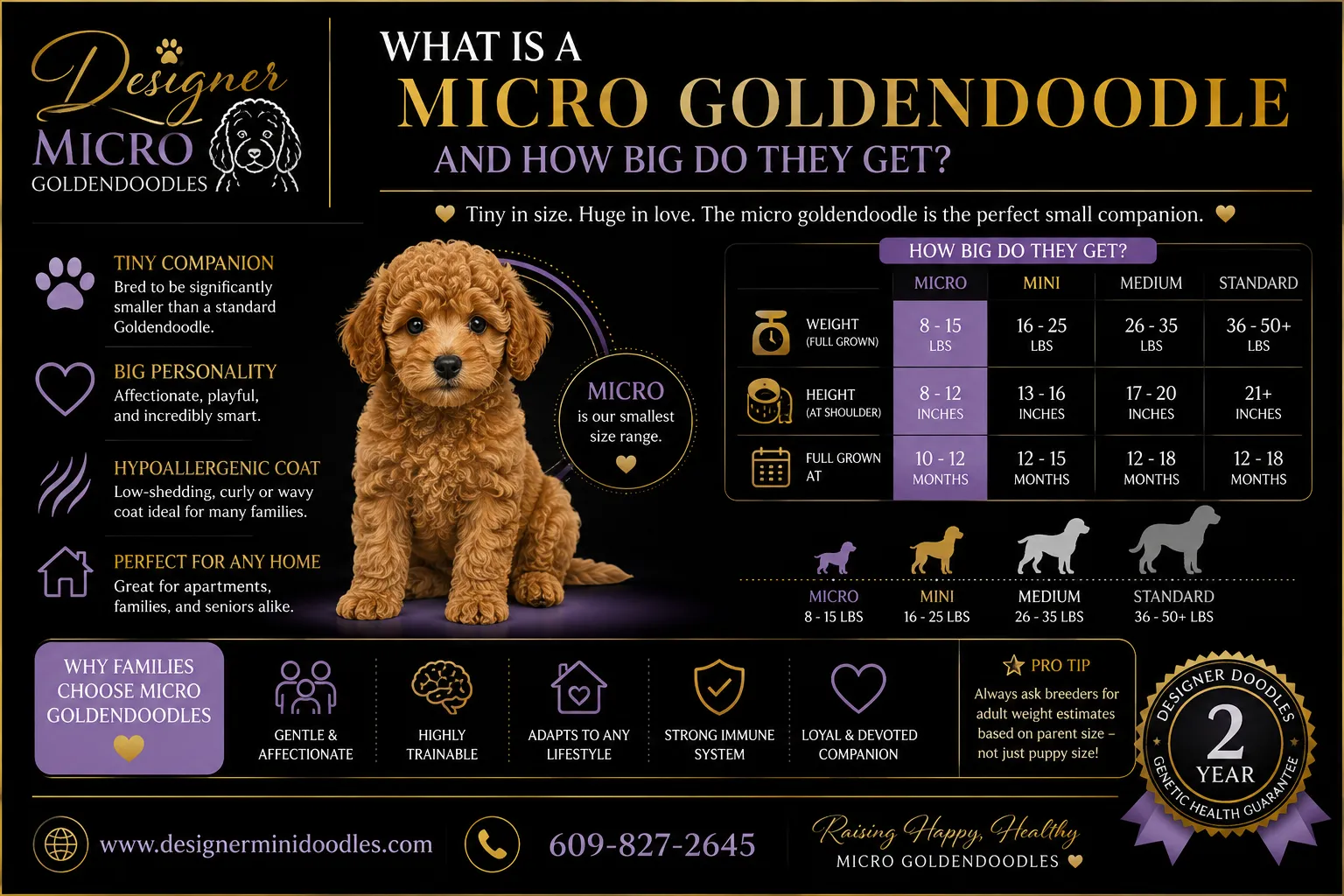 micro goldendoodle breeders Maryland