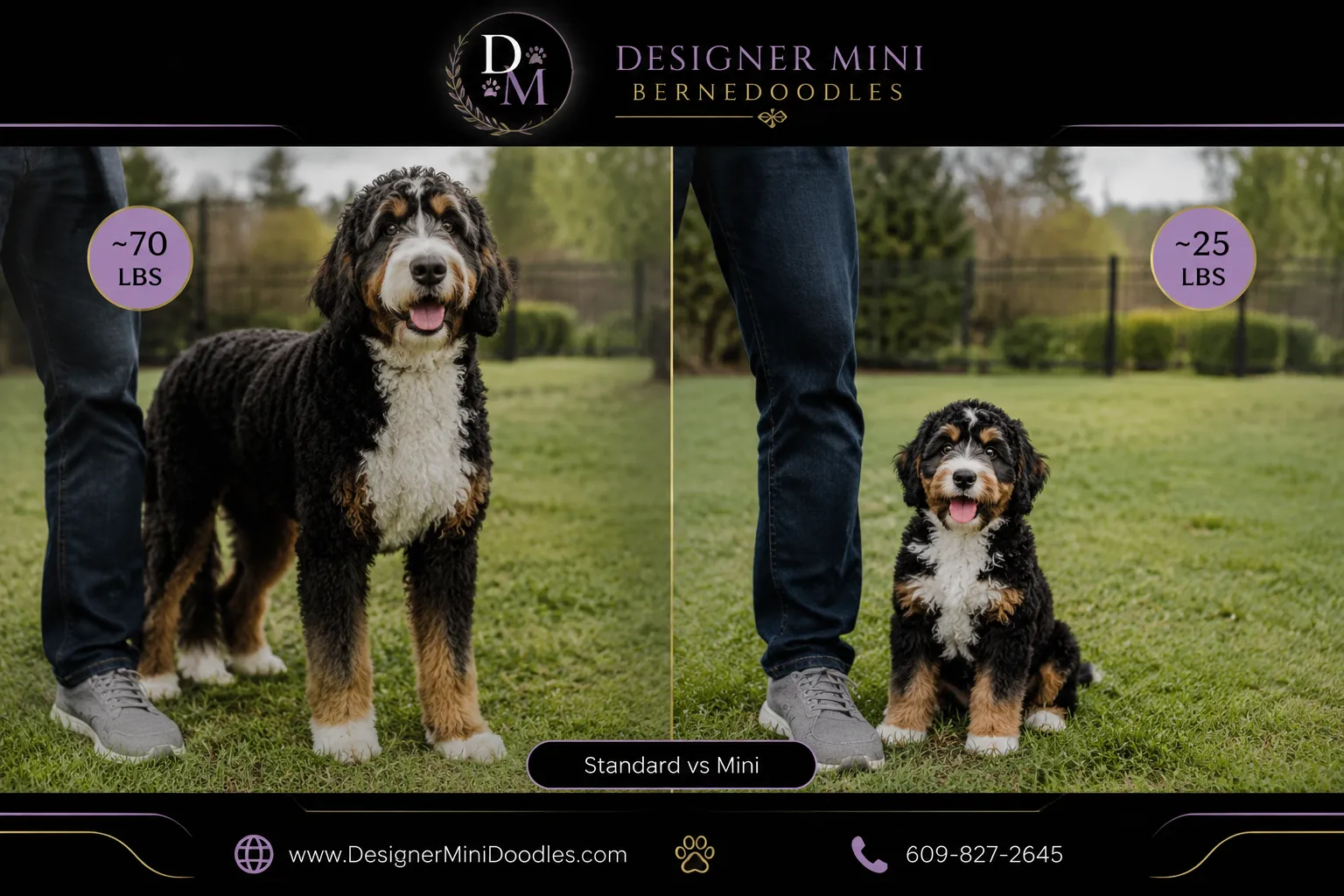 Mini Bernedoodle Breeders in Sarasota