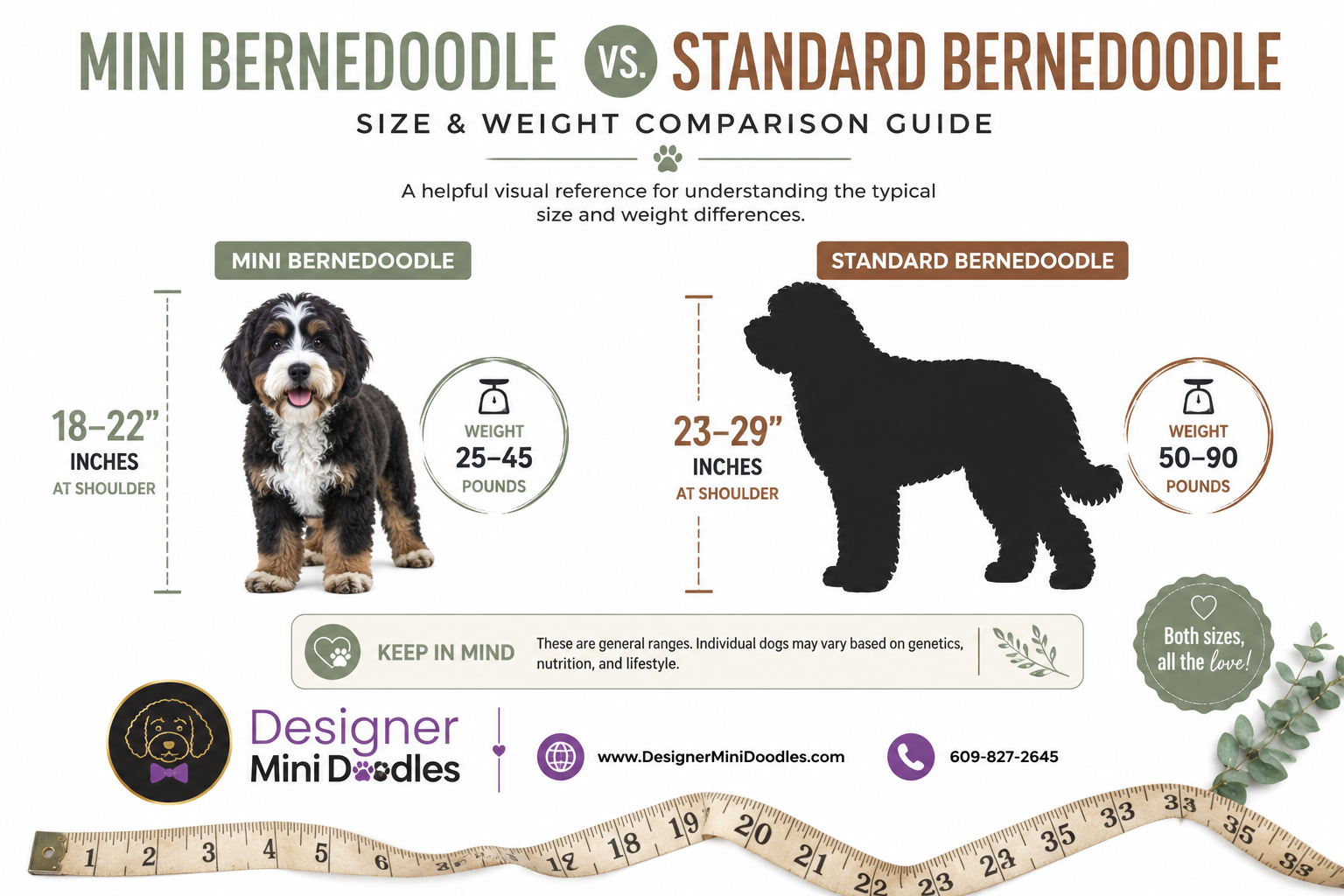 Mini Bernedoodle vs Standard Bernedoodle: What's the Difference?
