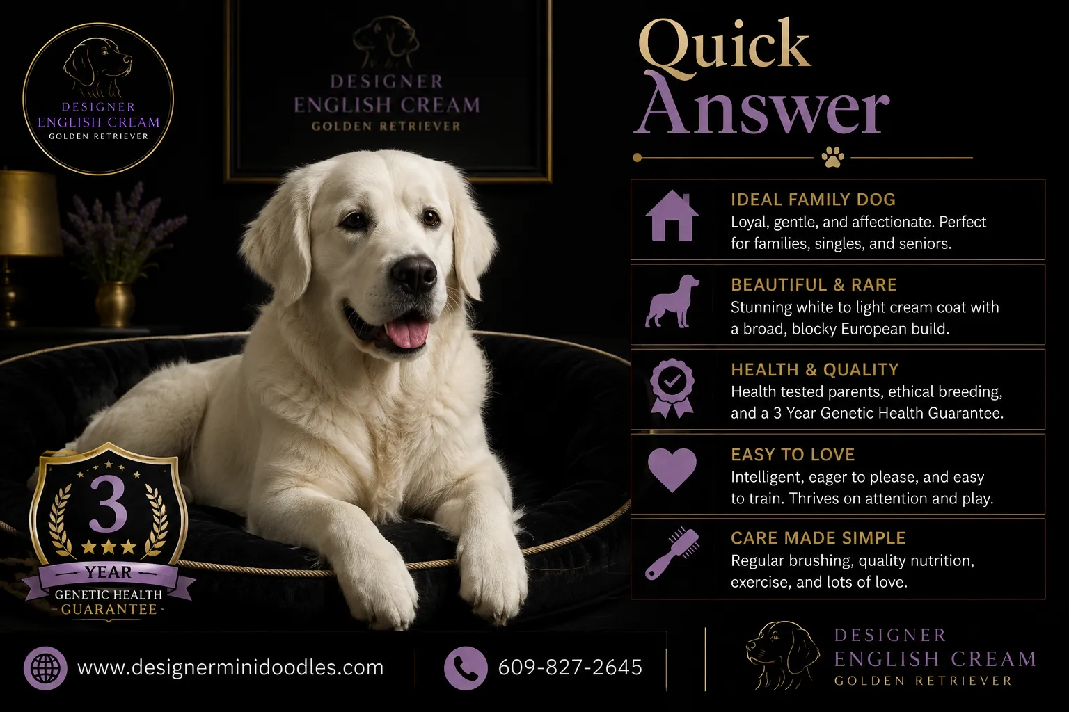 white english cream golden retriever