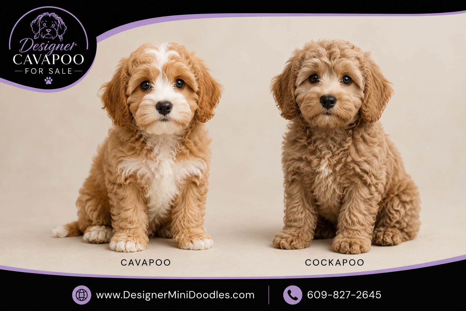cavapoo for sale Orlando