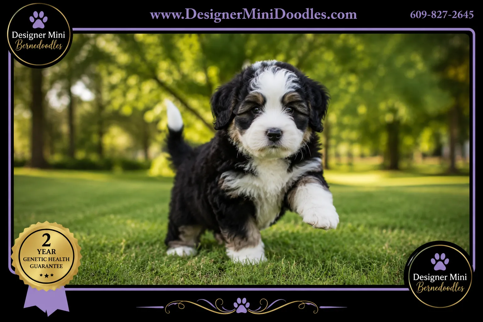 Mini Bernedoodle Breeders in Charlotte