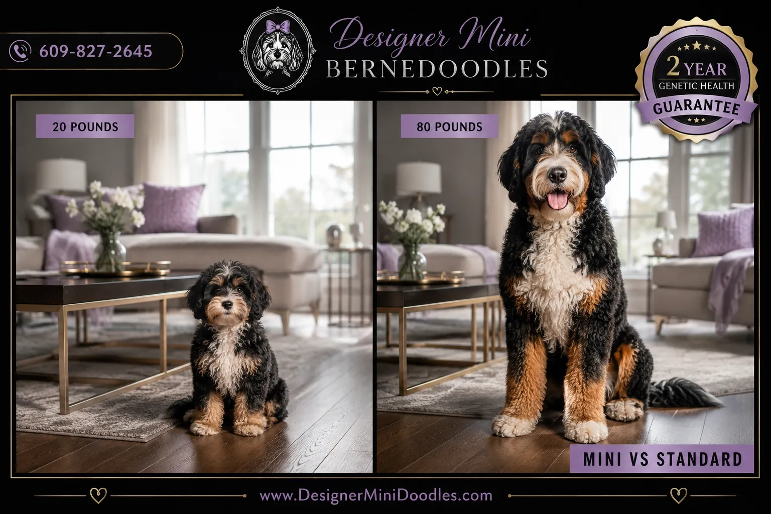 Mini Bernedoodle Puppies Charolette