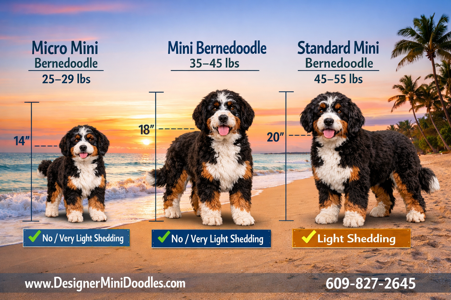 Detailed () interactive-style size comparison chart showing three miniature bernedoodle sizes side by side on a Florida
