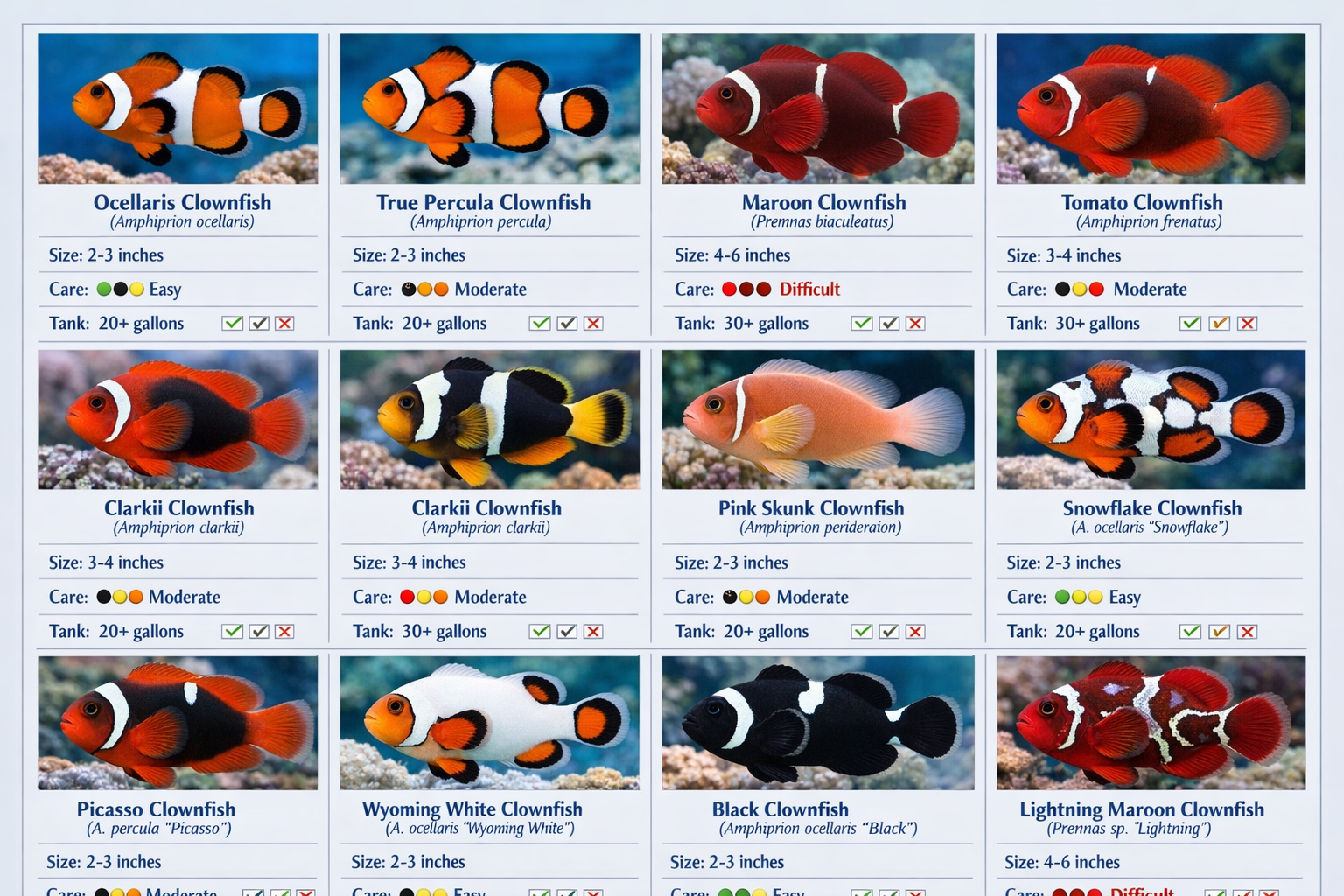 Comprehensive visual guide displaying 12 different clownfish species in a grid layout with scientific names, size specifications, and care d