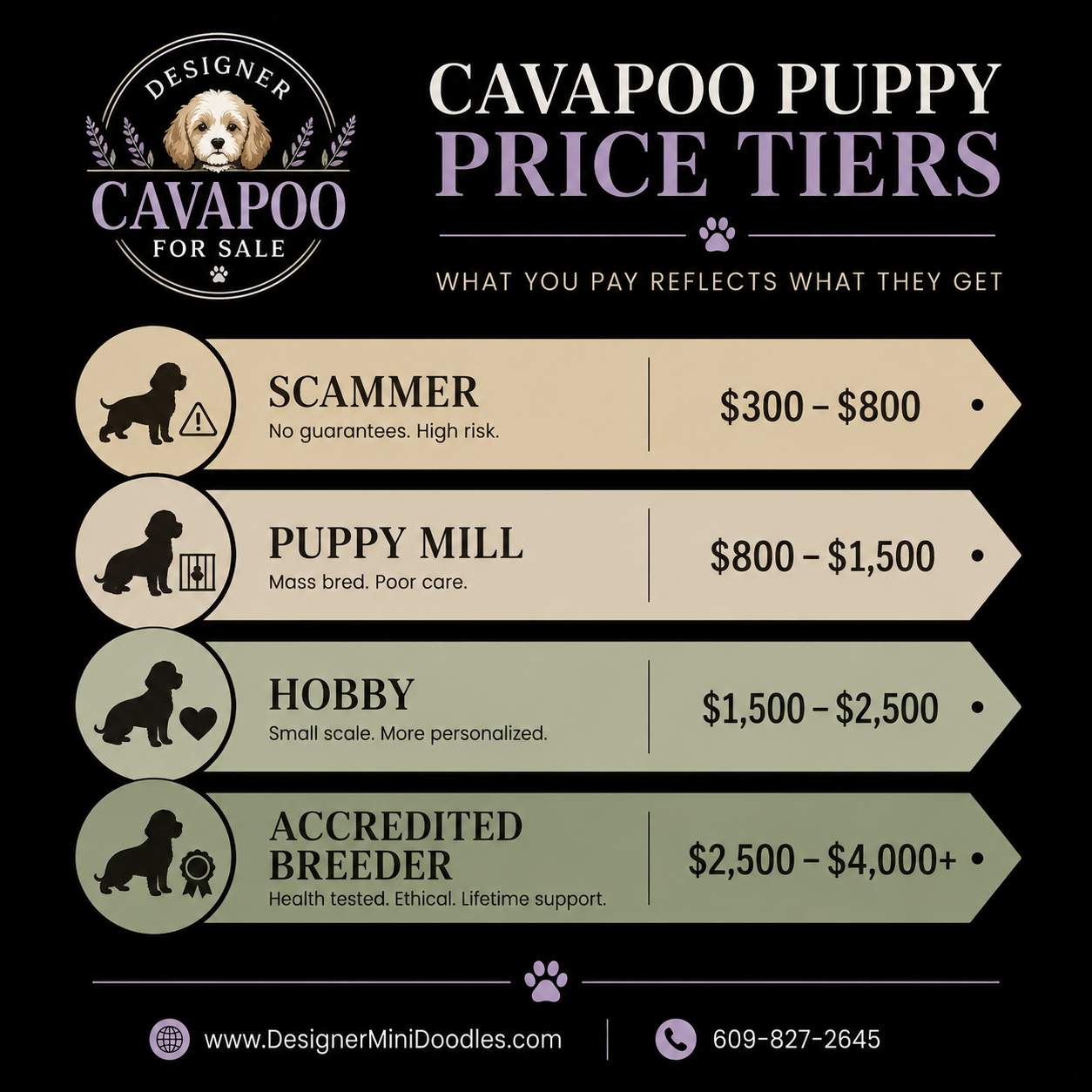 cavapoo for sale Arizona