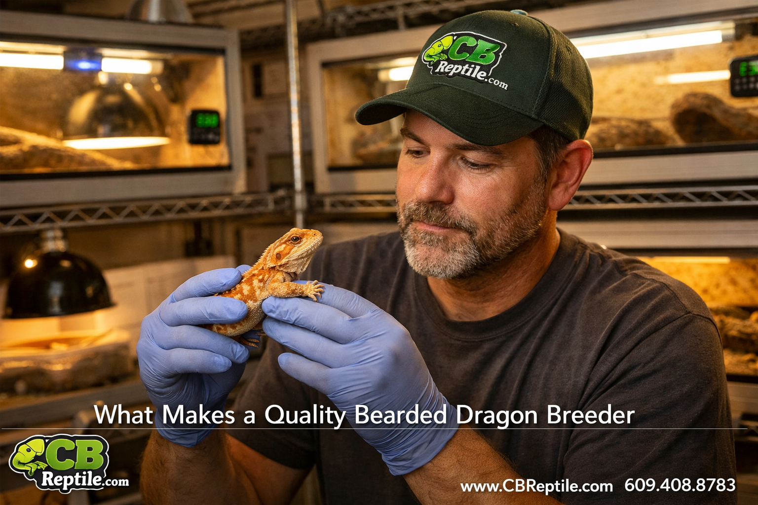 () editorial image showing a professional reptile breeder in a clean, well-lit facility examining a healthy juvenile bearded