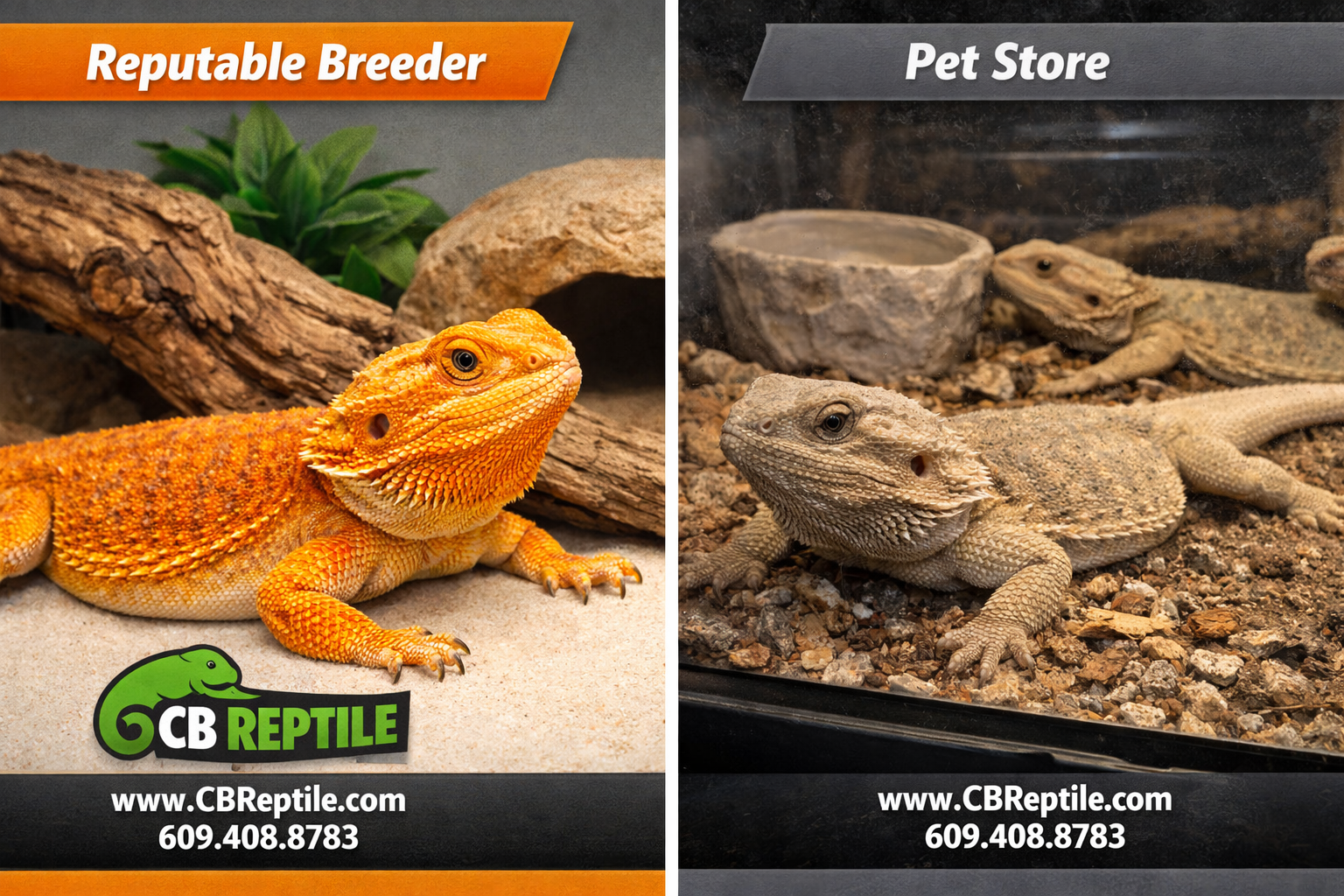 () comparison infographic-style image split into two panels: left panel shows a healthy, vibrant citrus-orange bearded