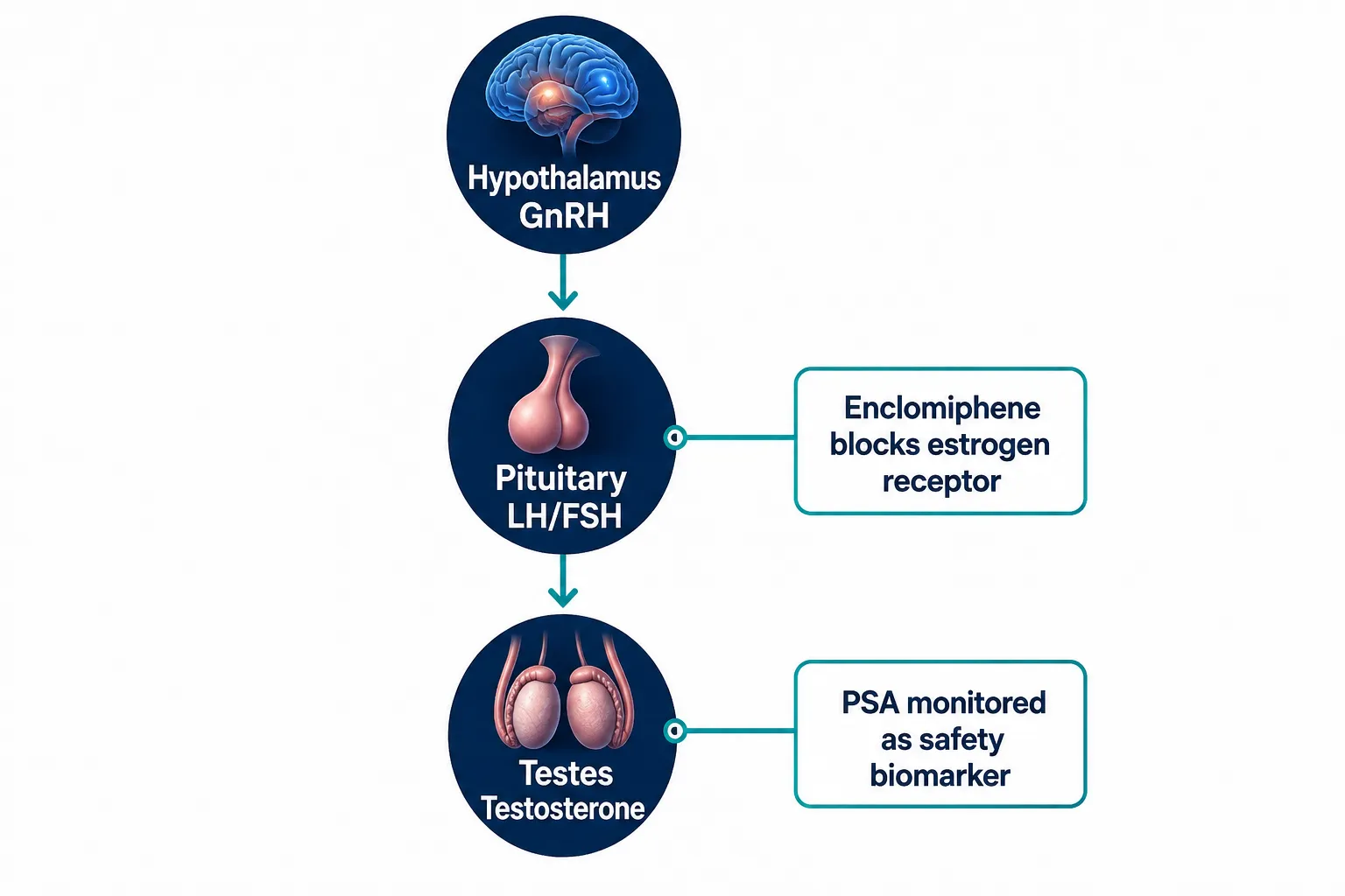 PSA as a Biomarker in Hormone Research