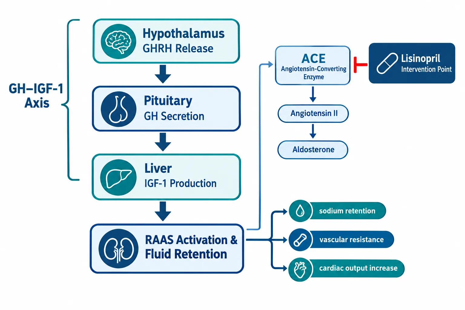 How Secretagogues Interact With the Cardiovascular System