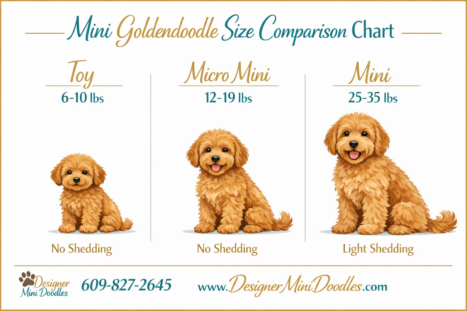 mini goldendoodle size chart