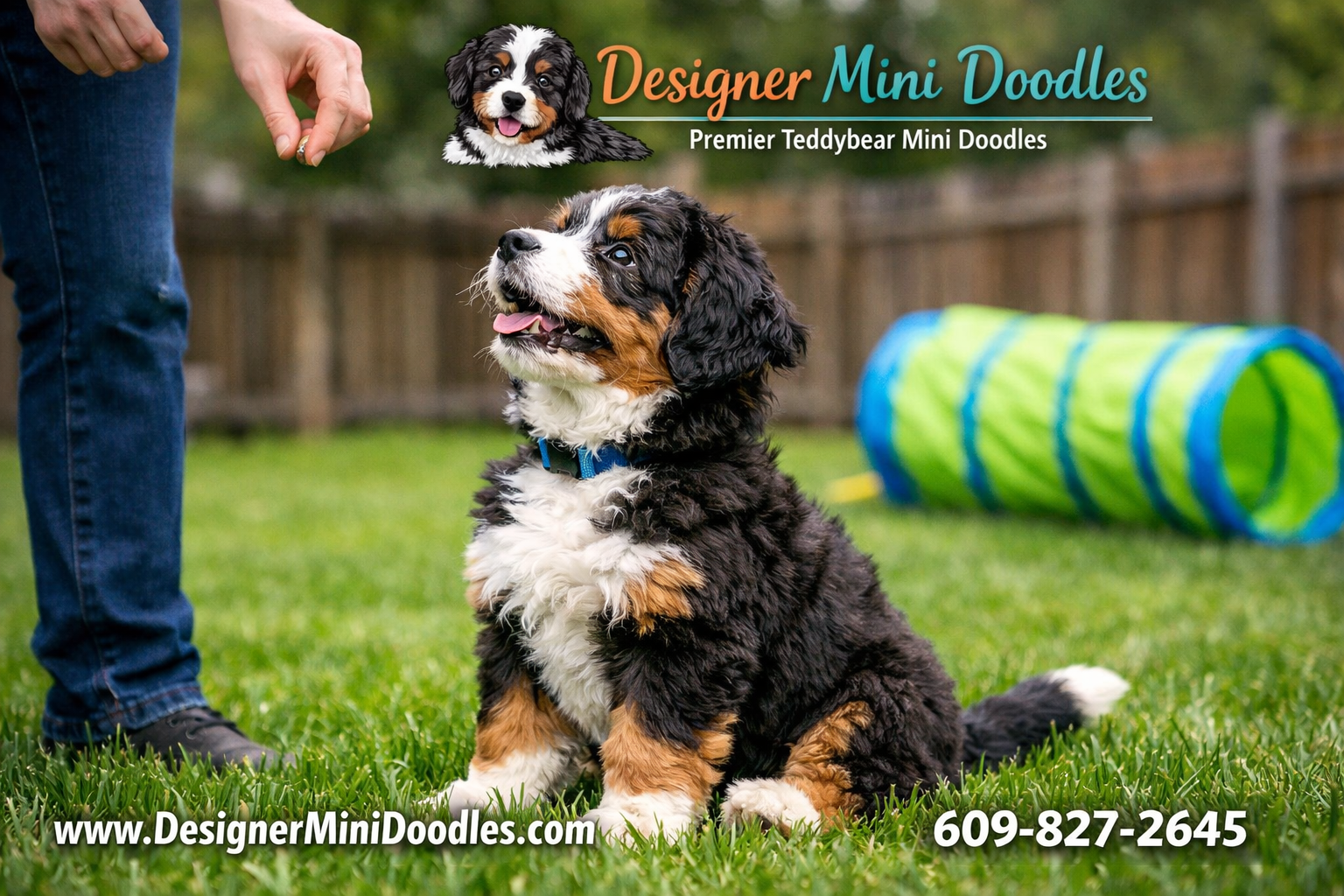 Mini bernedoodle for sale Ohio