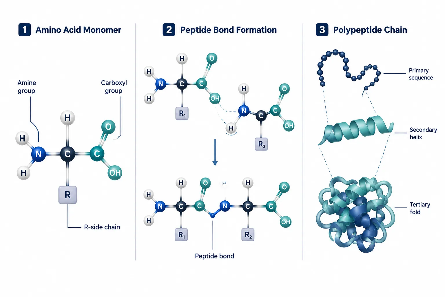 The Biological Basics: What Peptides and Polypeptides Are