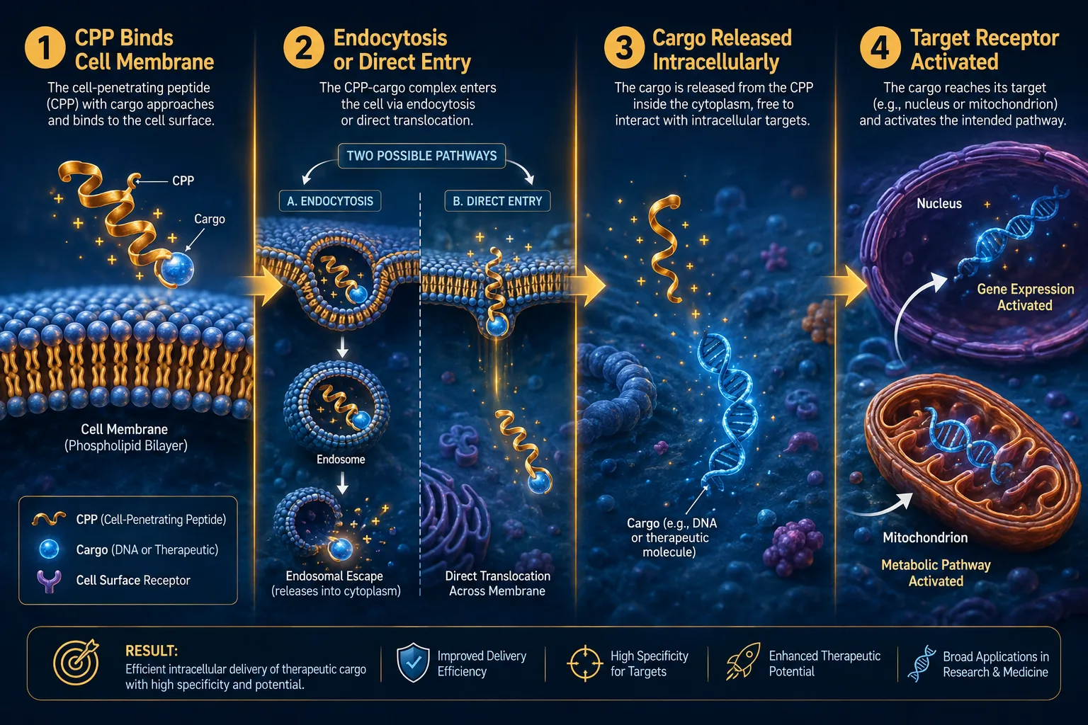 Collagen, the Skin Matrix, and Peptide Interactions