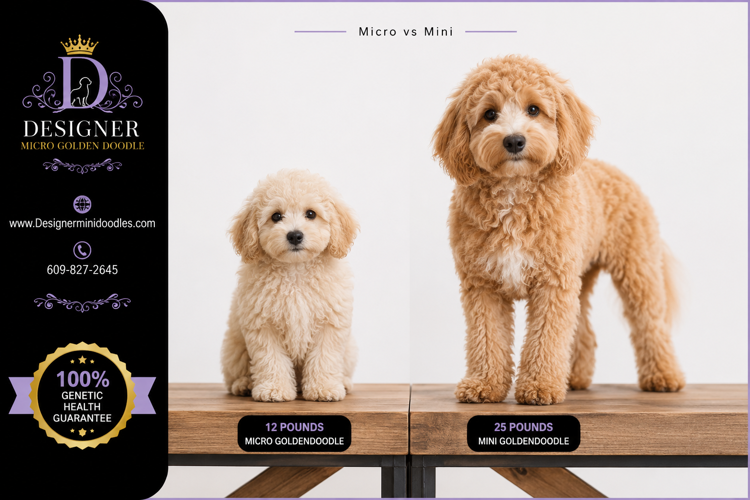 micro golden doodle for sale