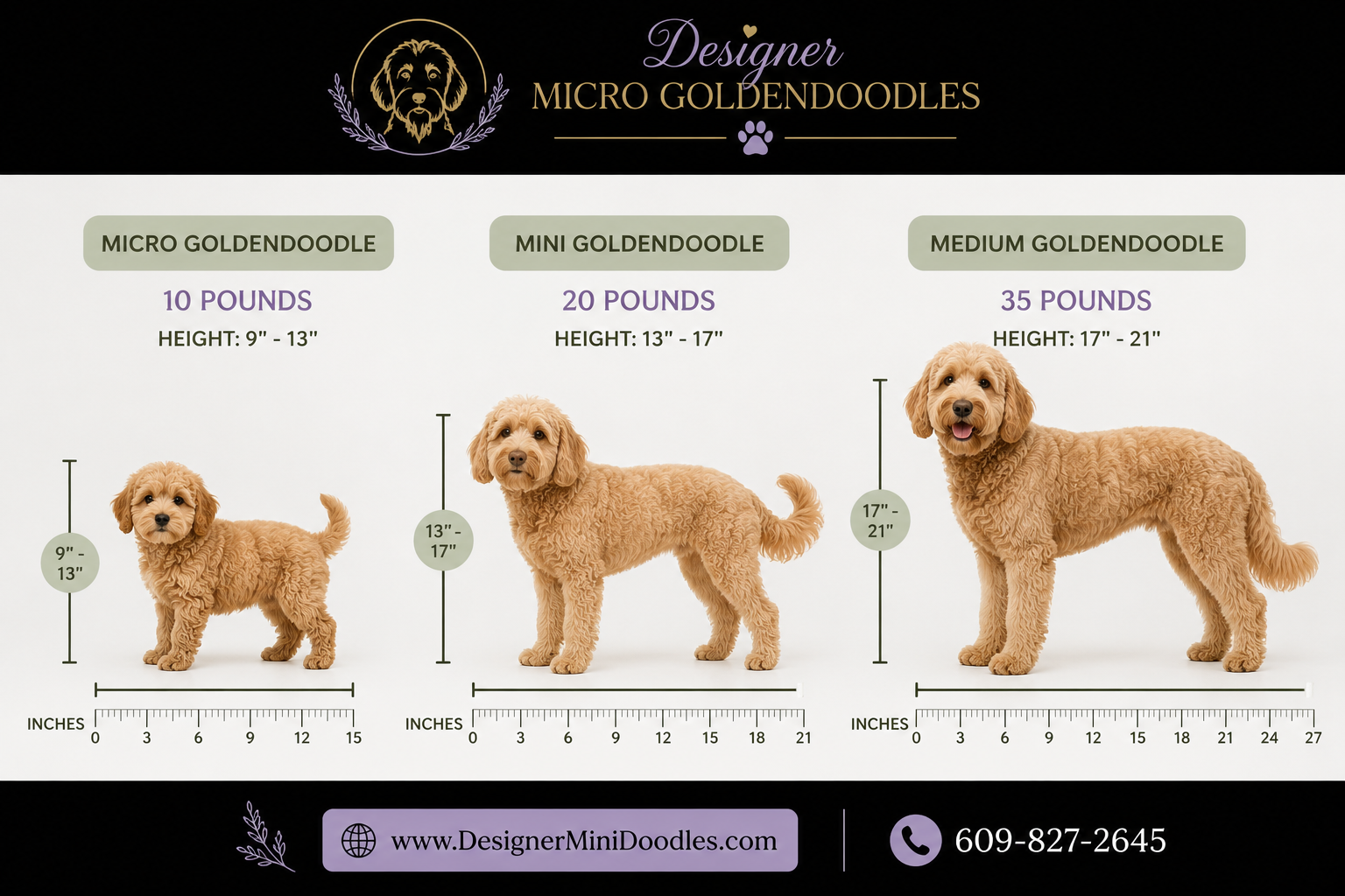 micro goldendoodle puppies Jacksonville