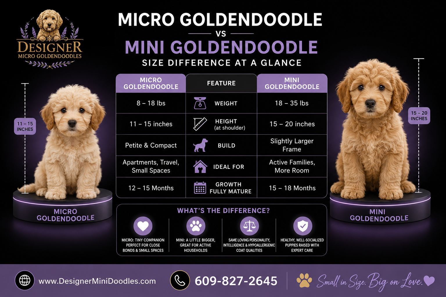 Micro Goldendoodle Puppies for Sale Jacksonville