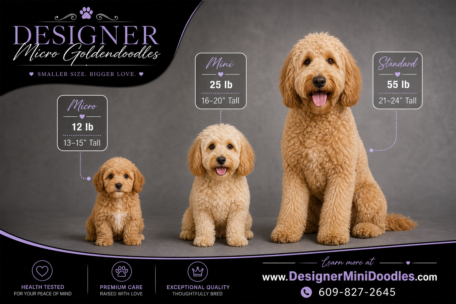 micro goldendoodle puppies Phoenix