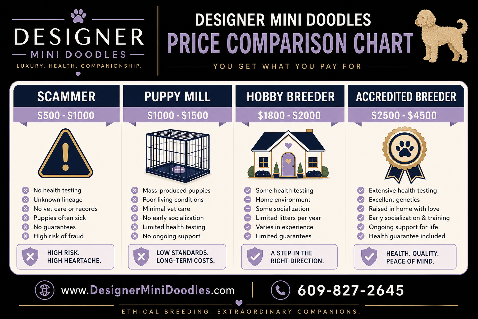 Micro Goldendoodle Health Problems and Issues