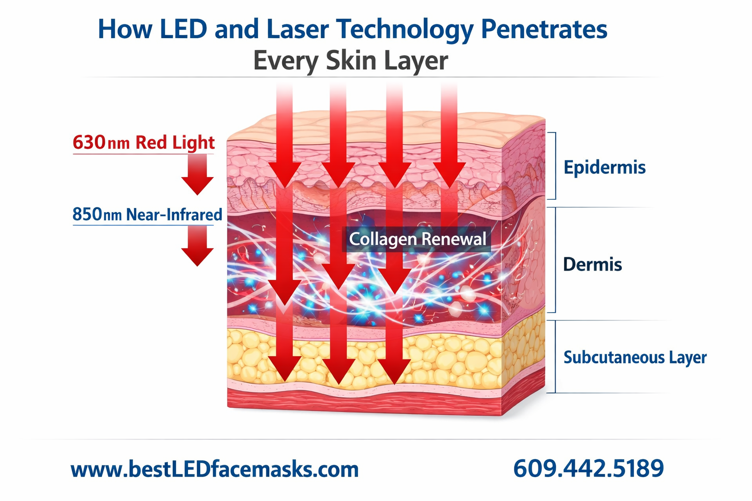 () scientific infographic illustration showing a cross-section diagram of human skin layers (epidermis, dermis,