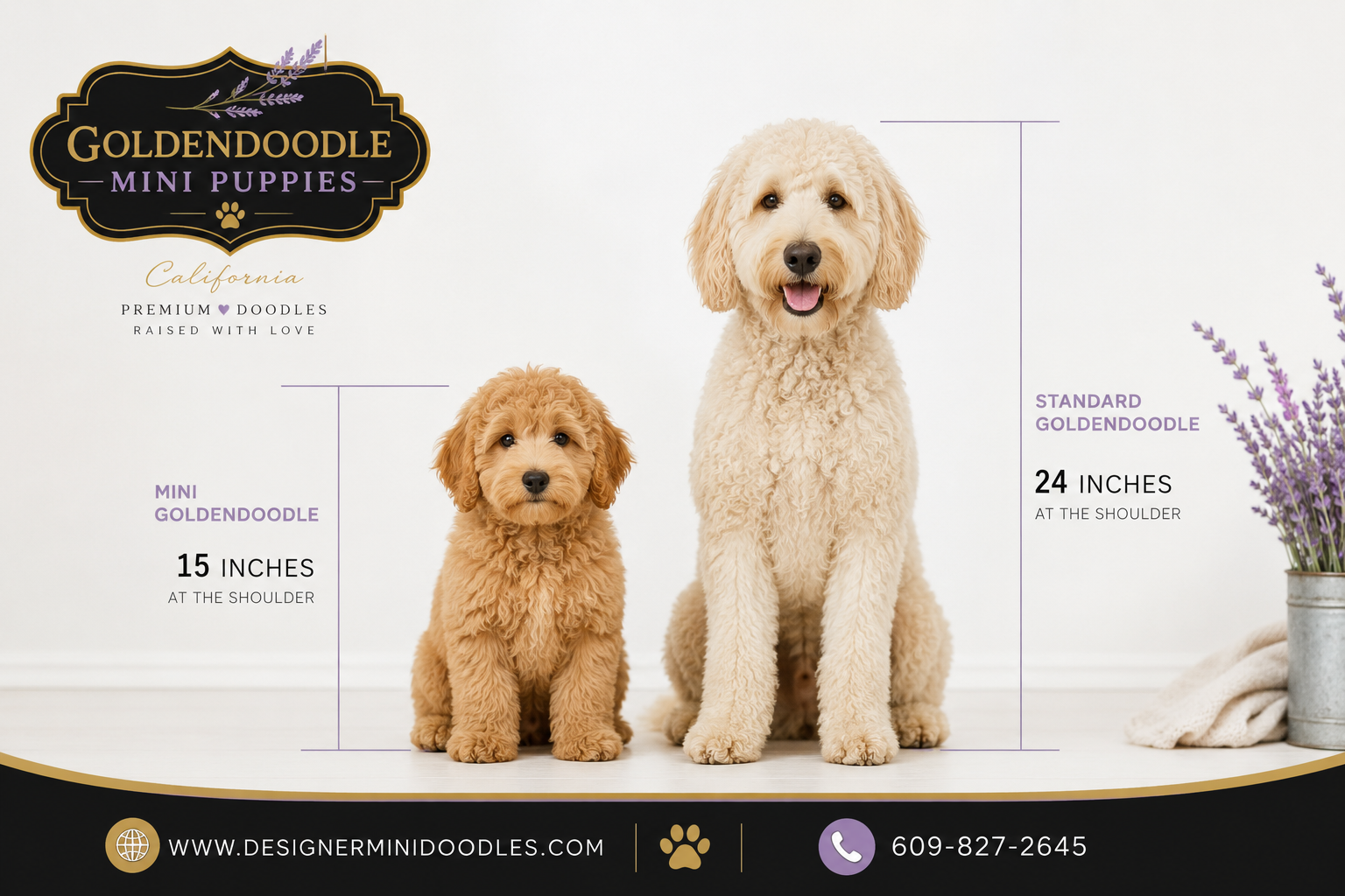 goldendoodle mini for sale California