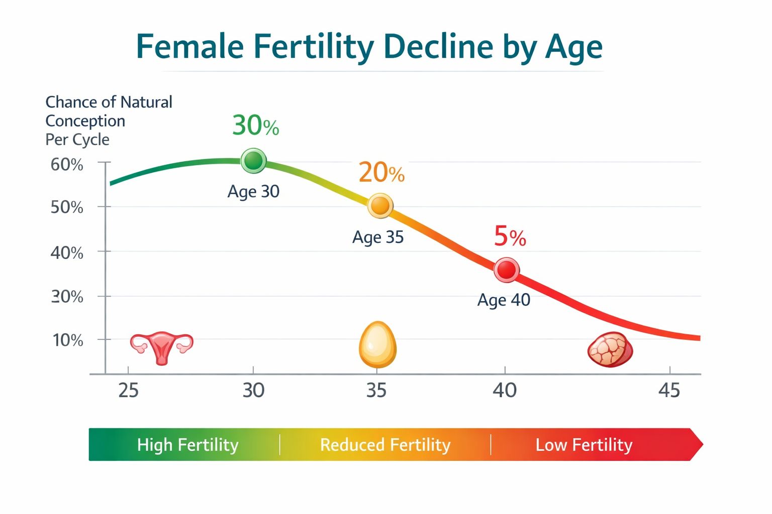 Landscape format (1536x1024) image showing a clear infographic or chart titled 'Female Fertility Decline by Age'. The chart displays a downw