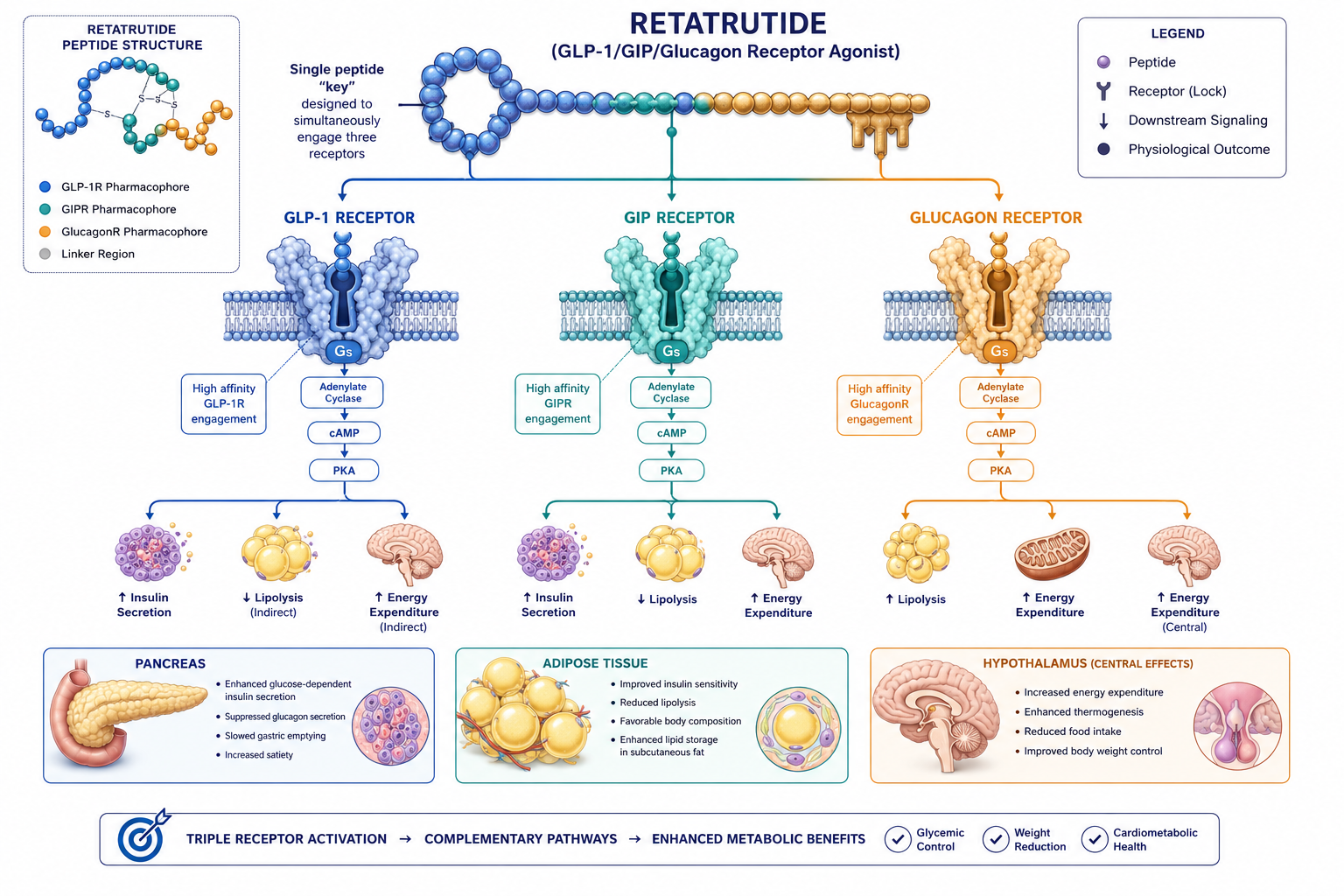 retatrutide mechanism triple agonist glp-1 gip glucagon Retatrutide: How the Triple Agonist Compares to Tirzepatide