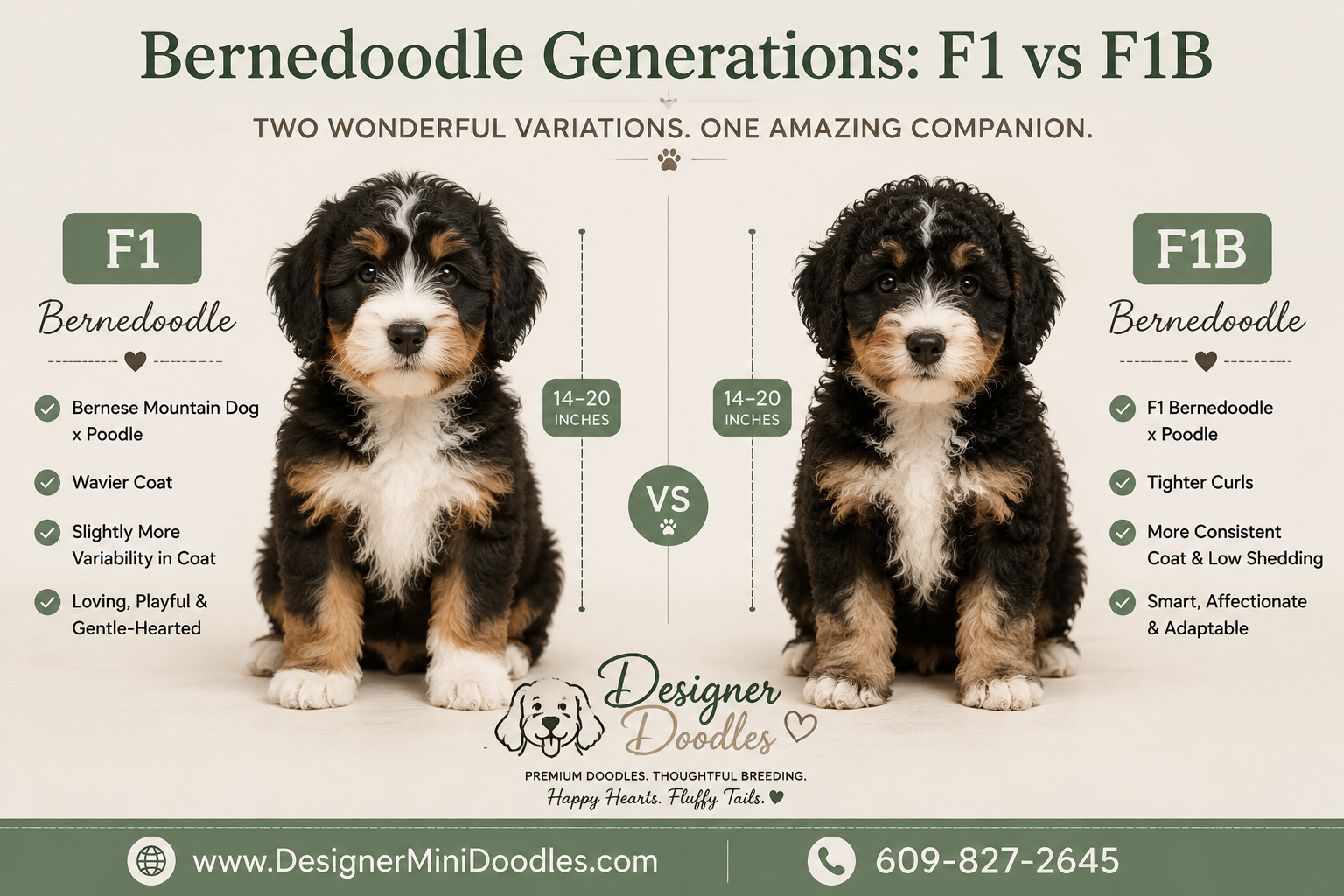 What Health Tests Should a Reputable Bernedoodle Breeder Do?