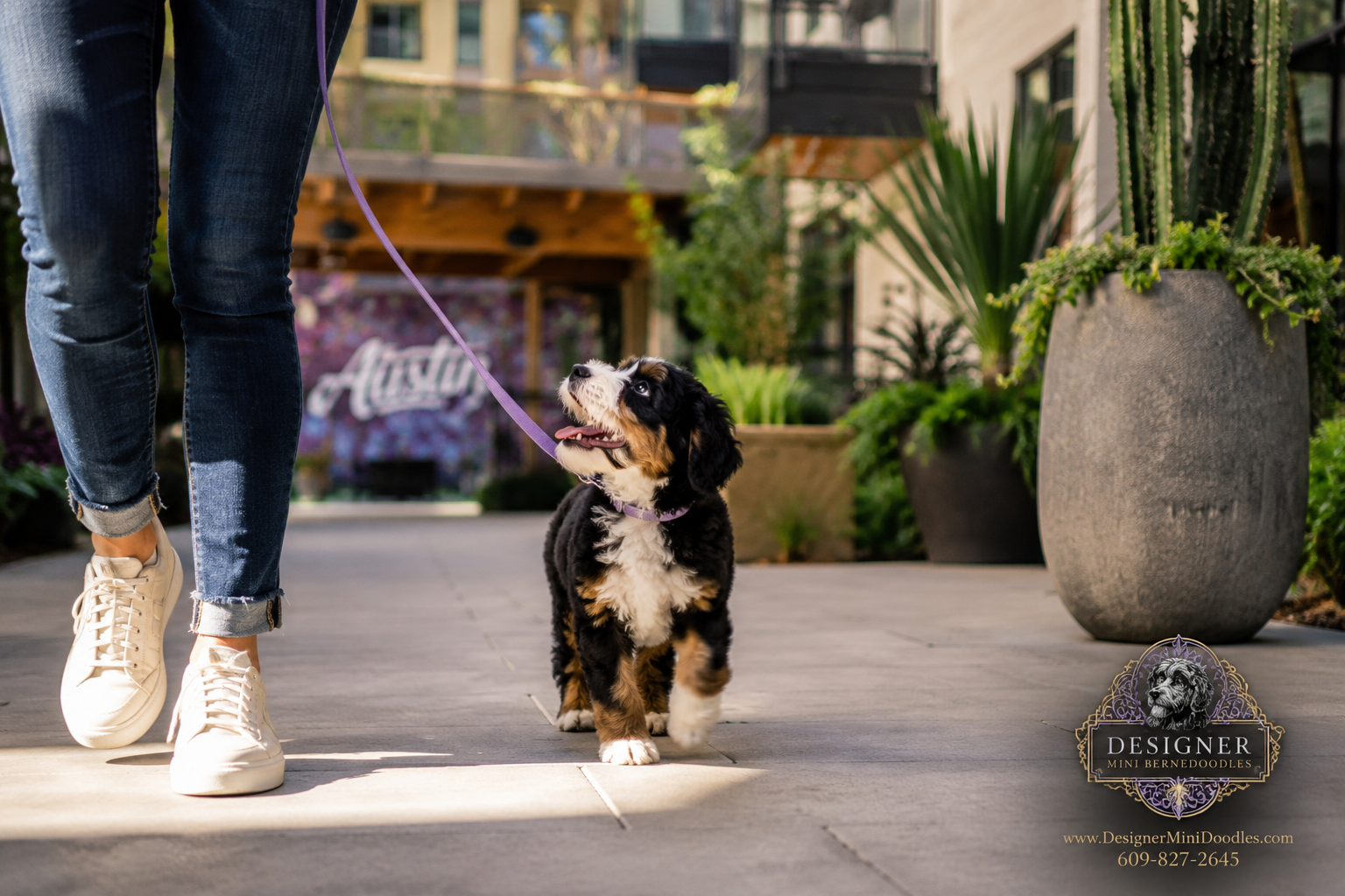 mini bernedoodle puppies for sale texas