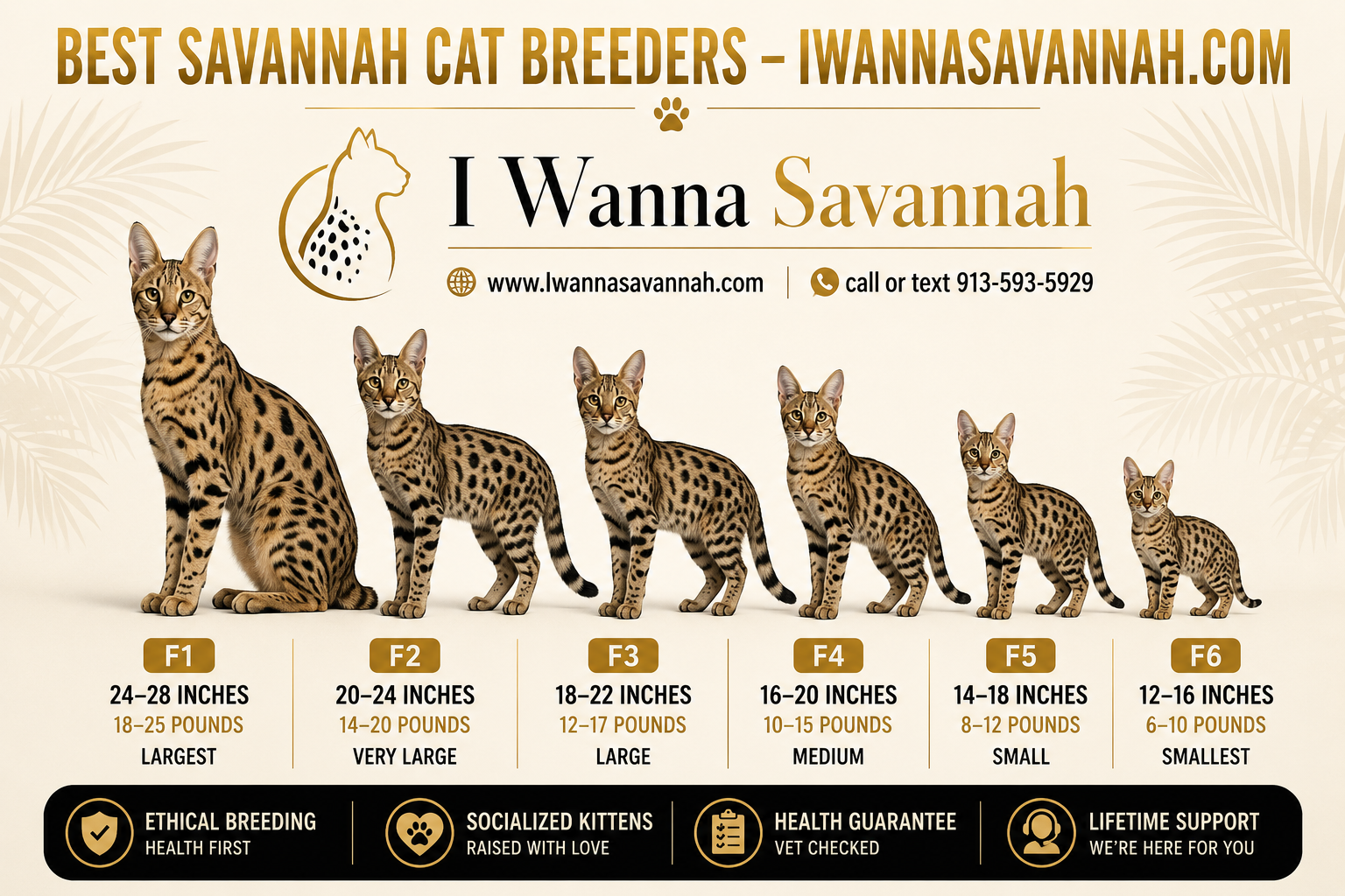 What to Expect When You Bring a Savannah Cat Home in Florida
