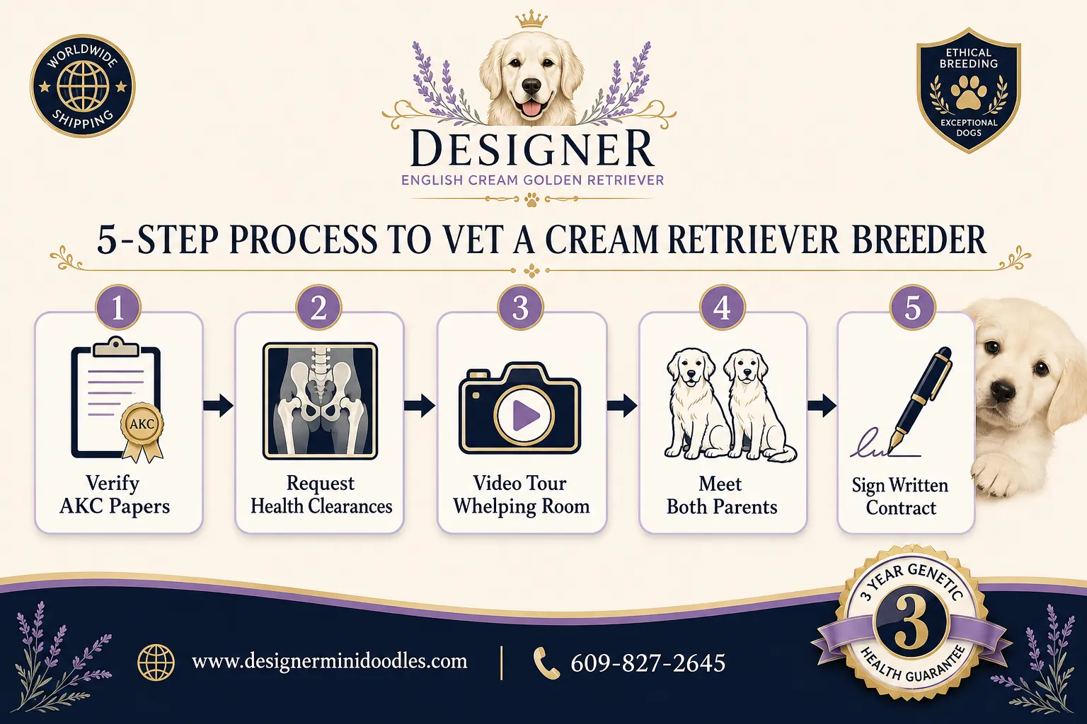 Reputable English Cream Retriever Breeder