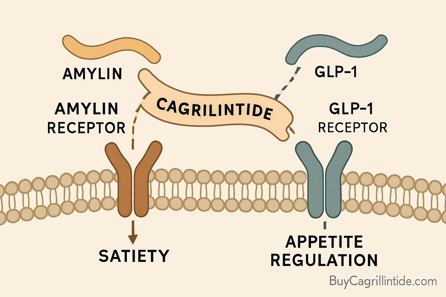 A scientific diagram or conceptual illustration detailing the mechanism of action of Cagrilintide, showing its interaction with amylin and G