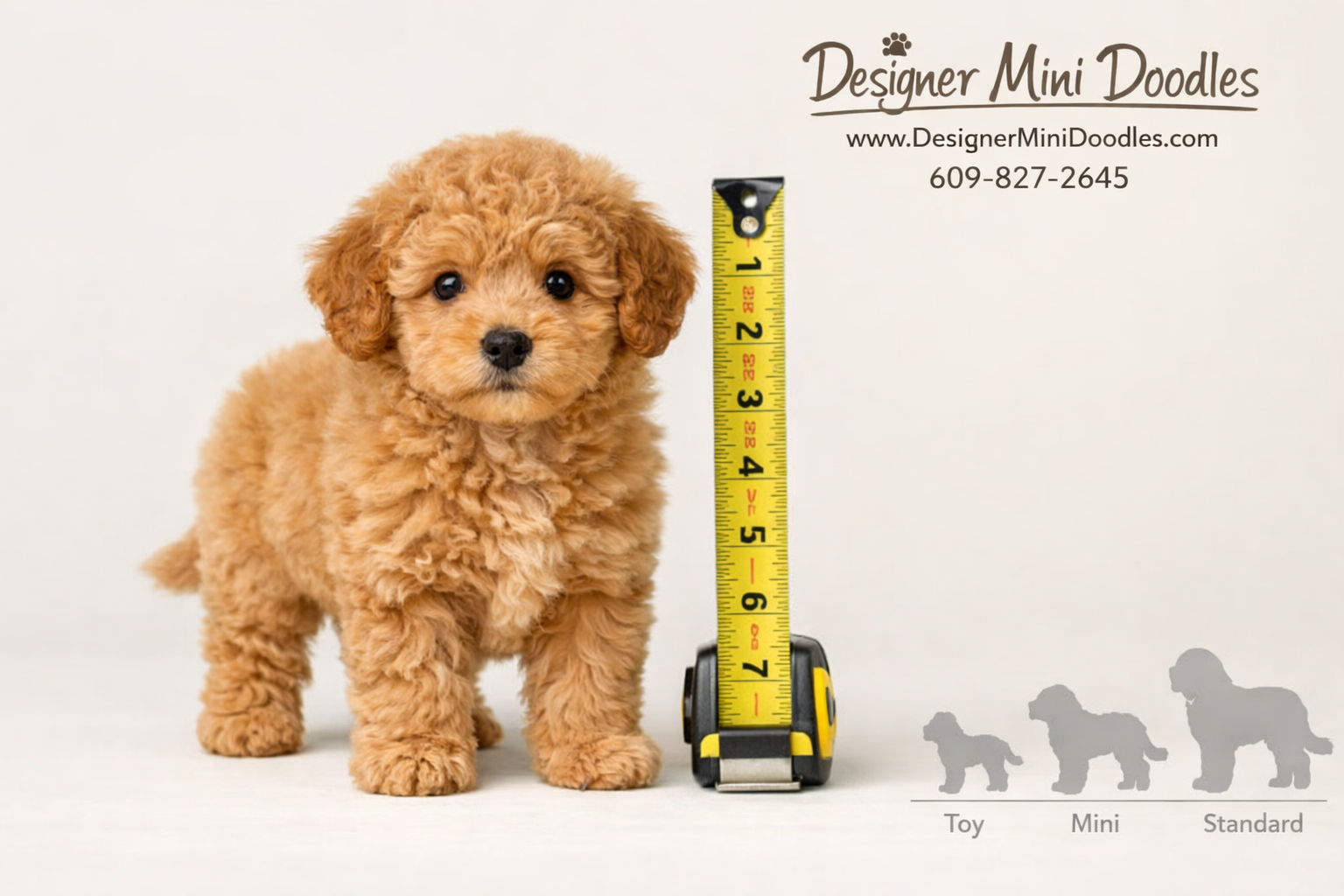 toy goldendoodle puppies