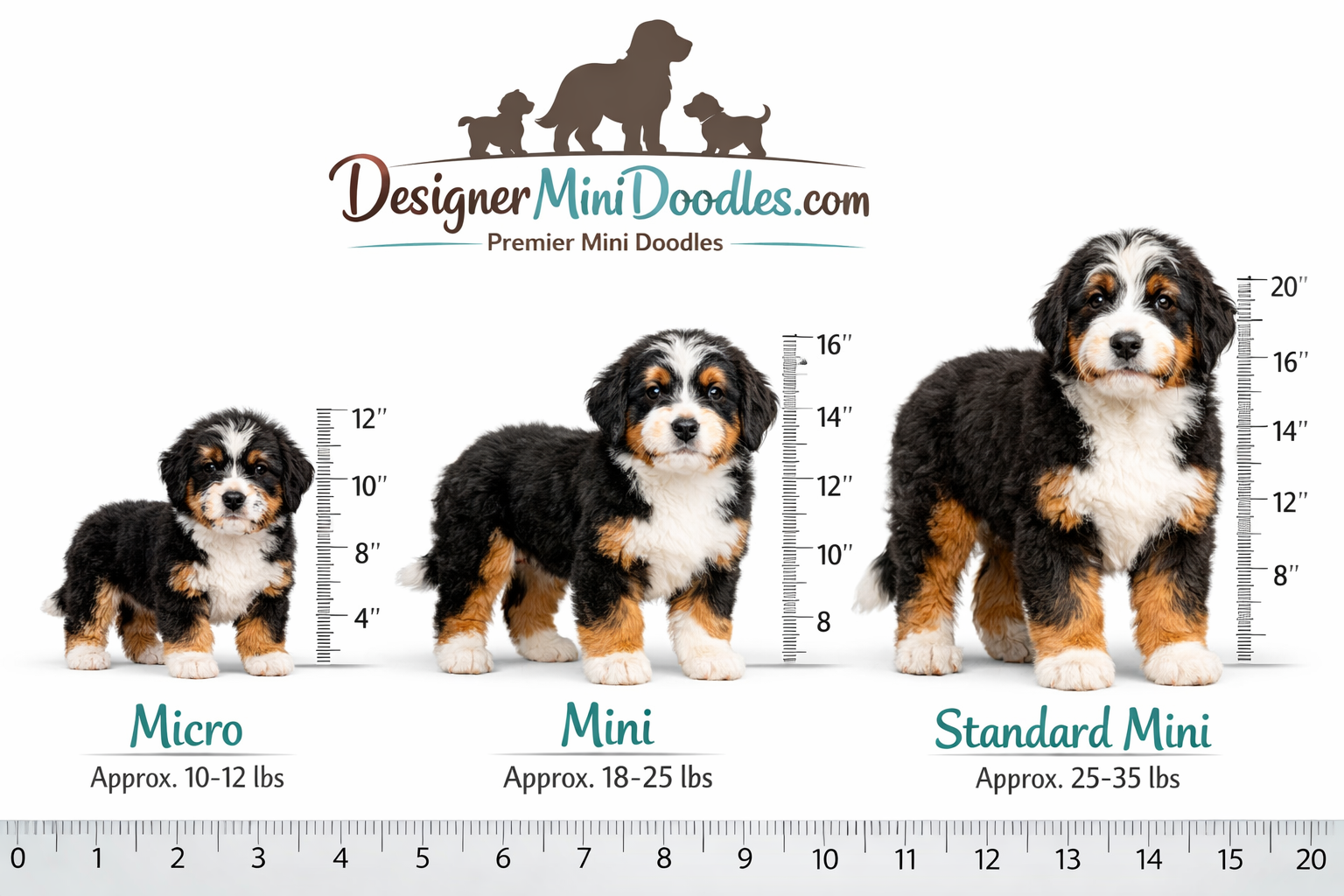 mini bernedoodle breeders in Florida
