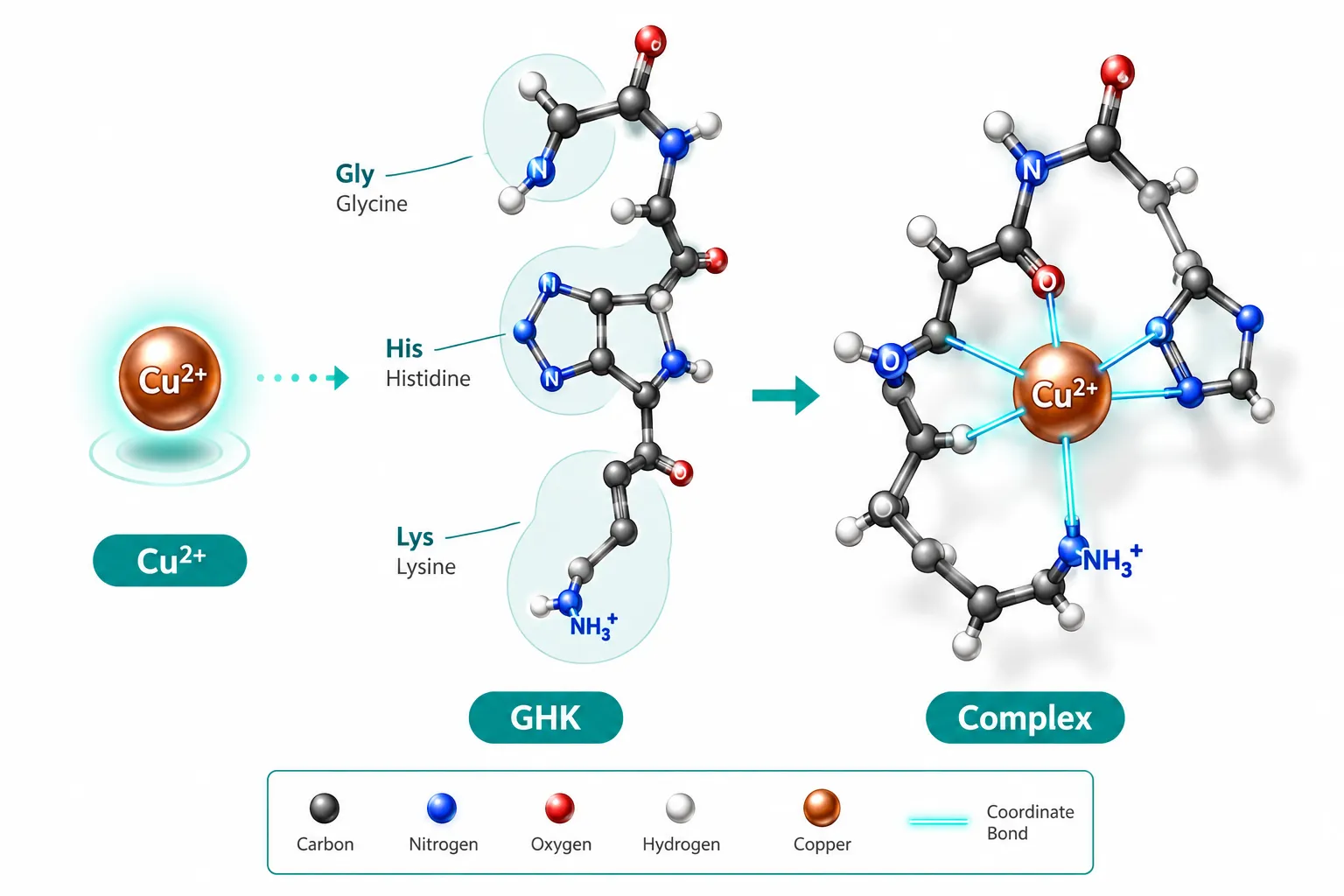 The Copper Coordination Chemistry of GHK-Cu