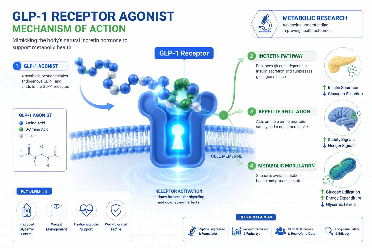 Detailed () scientific infographic-style image showing a GLP-1 receptor agonist mechanism diagram: a stylized peptide