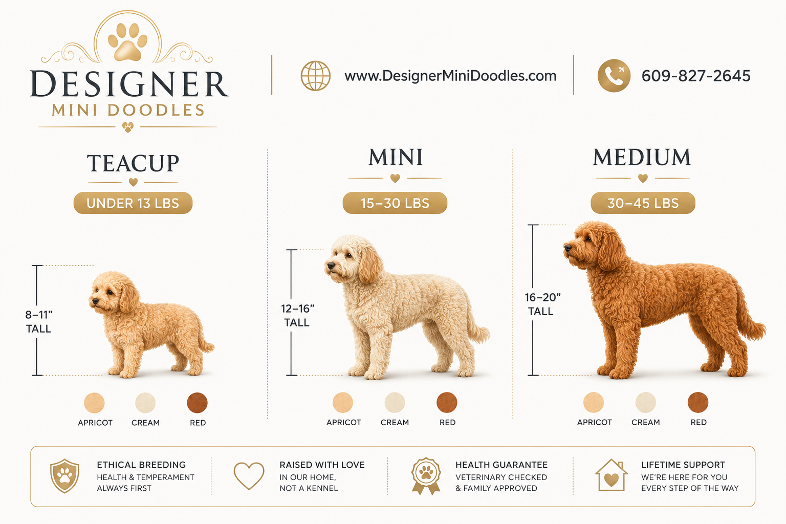 goldendoodle teacup