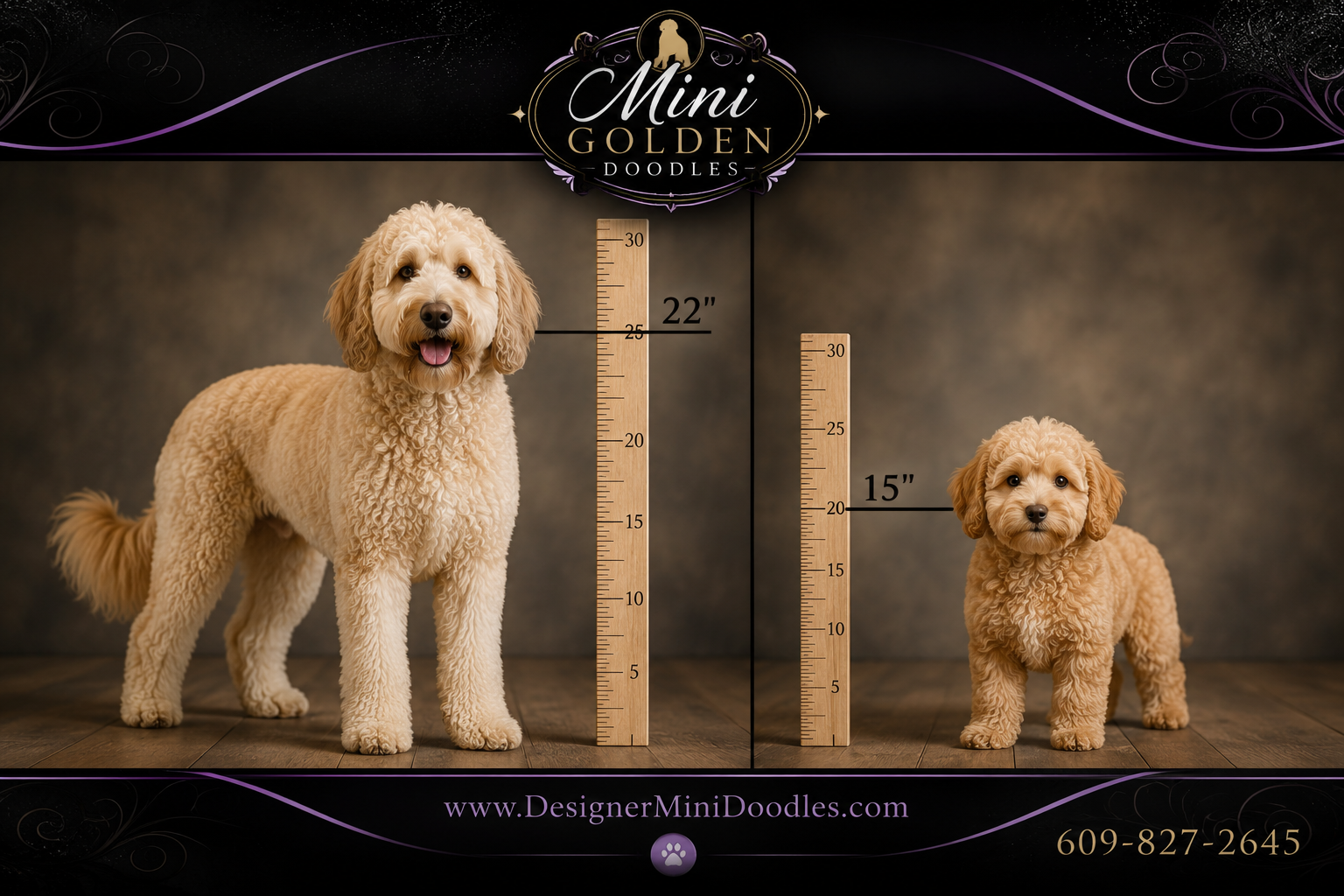 mini golden doodles