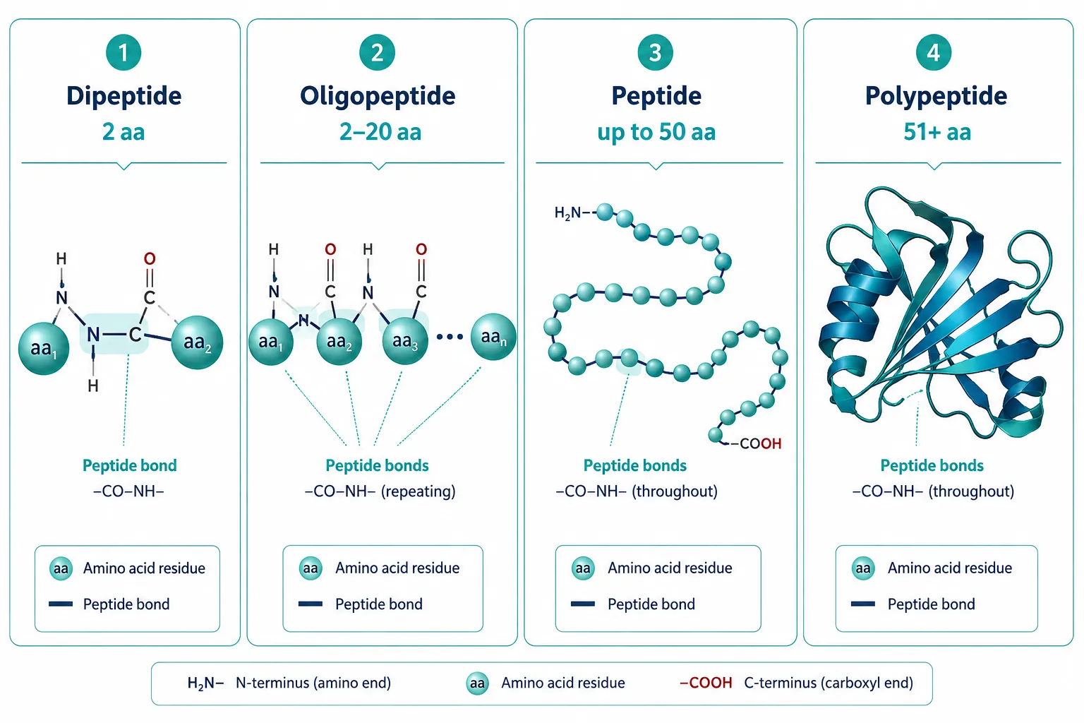 Defining the Boundary: Where Peptides End and Polypeptides Begin