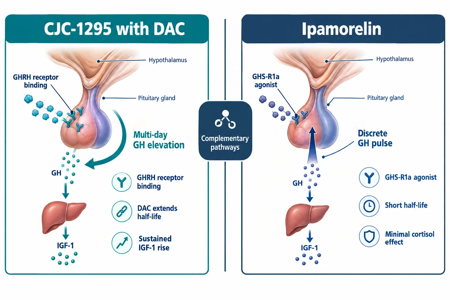 Why Pulsatility Matters in CJC-1295 With DAC and Ipamorelin Research