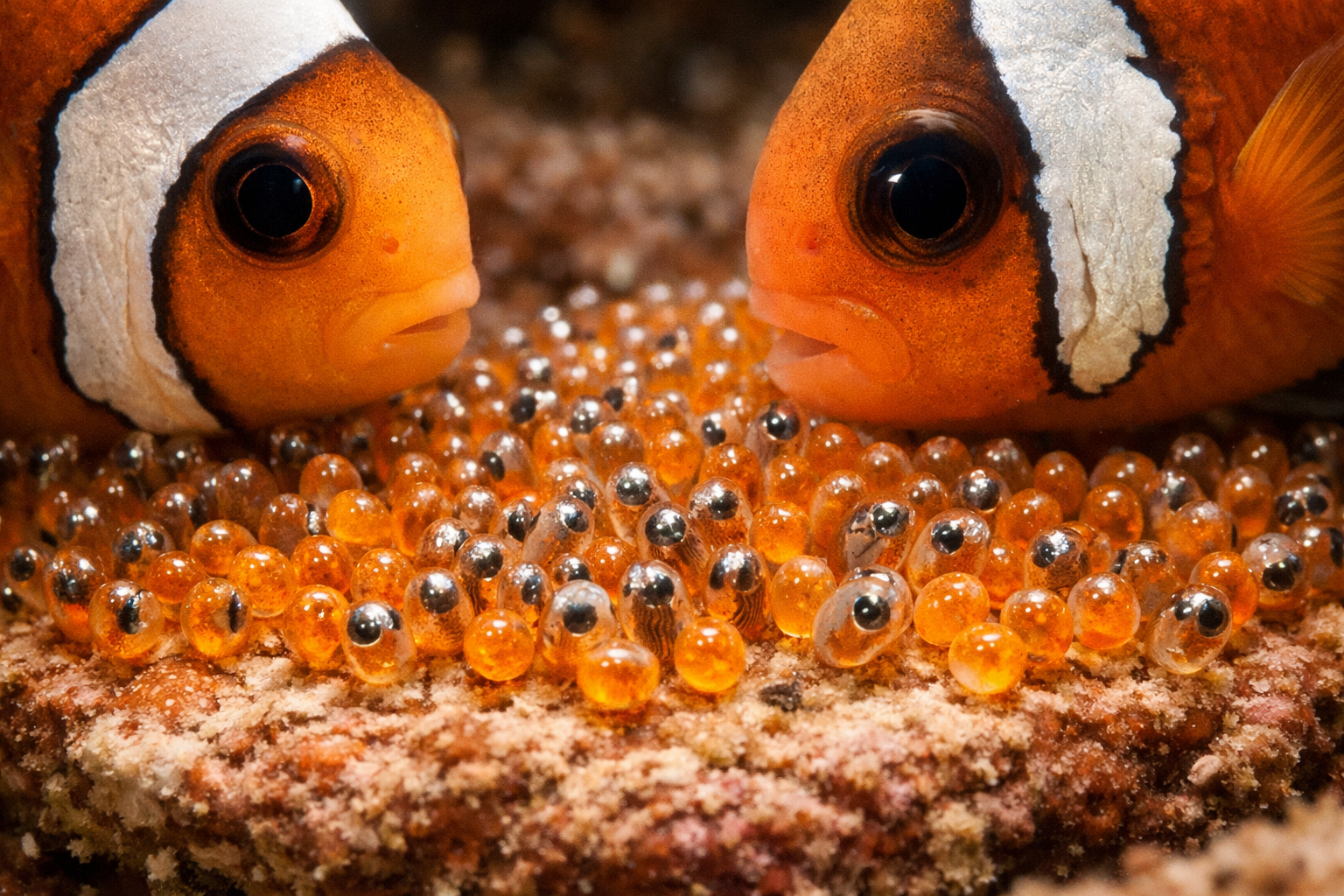Close-up macro photography of clownfish breeding pair with eggs on coral substrate, showing natural spawning behavior, orange and white stri