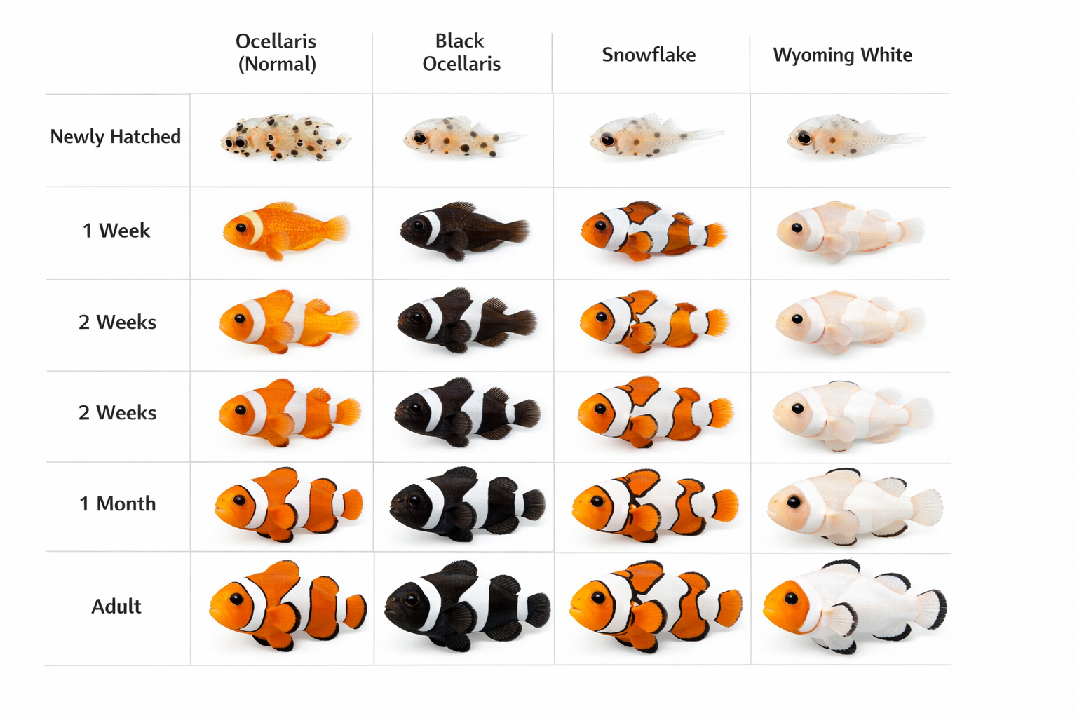 High-resolution comparison grid showing juvenile clownfish morphs at different growth stages, from newly hatched fry to adult coloration, ea