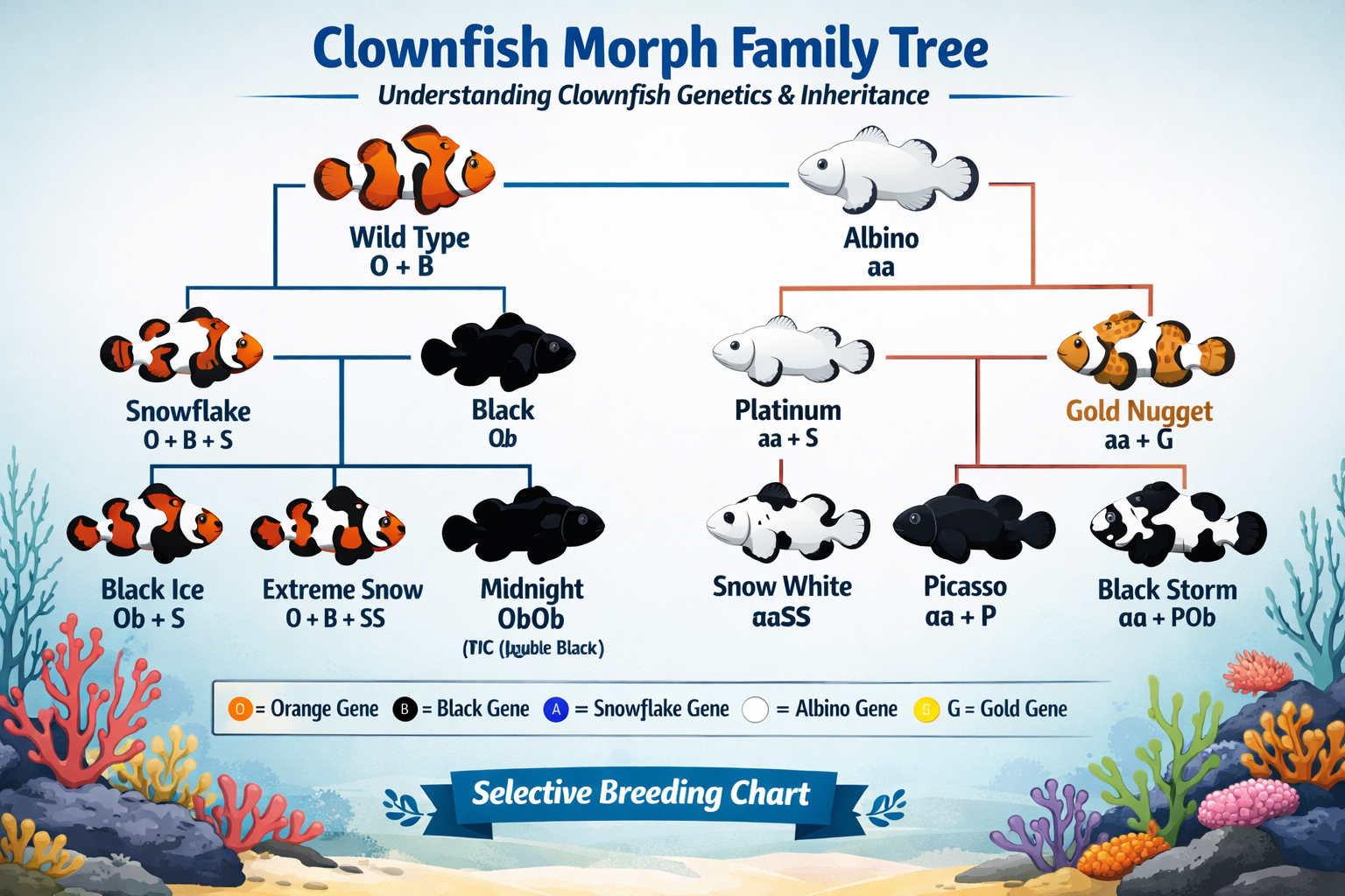 Interactive visual chart displaying clownfish morph family tree with genetic inheritance patterns, colorful branching diagram showing how di