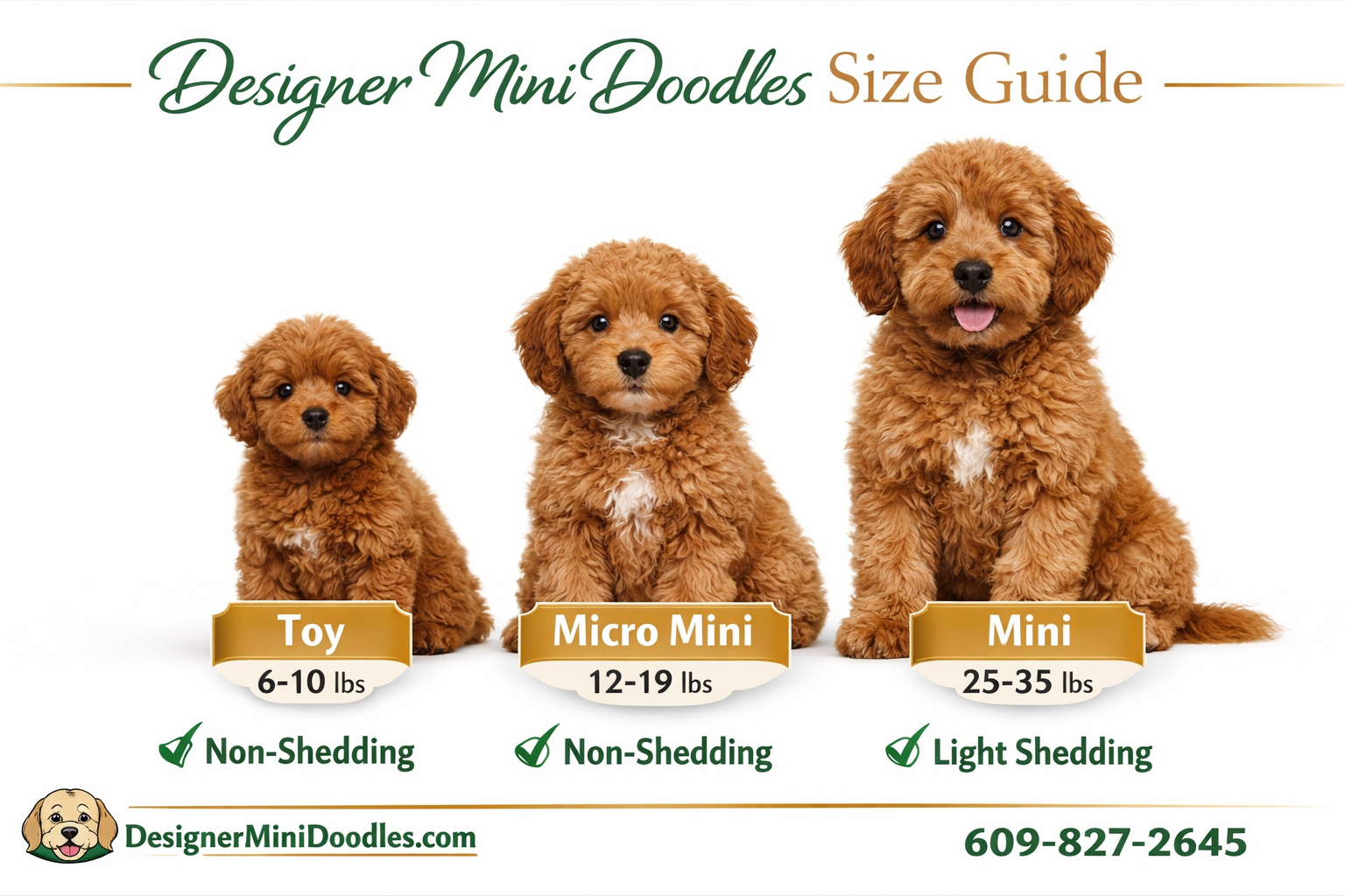 () informational image showing a size comparison chart of goldendoodle puppies. Three adorable goldendoodle puppies sitting