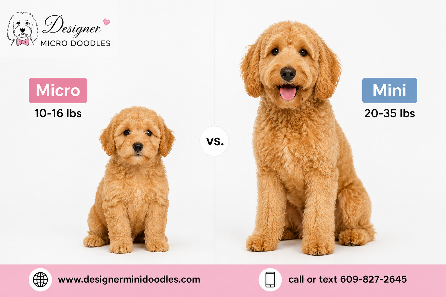 Training tips for micro goldendoodle puppies