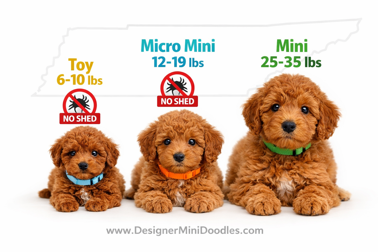 () close-up aerial view of three mini goldendoodle puppies of different sizes side by side on a clean white surface with