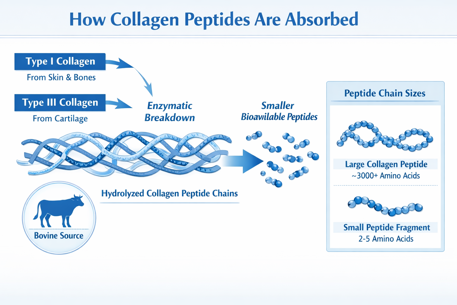 Detailed () informational graphic showing a molecular diagram of hydrolyzed collagen peptide chains breaking down into